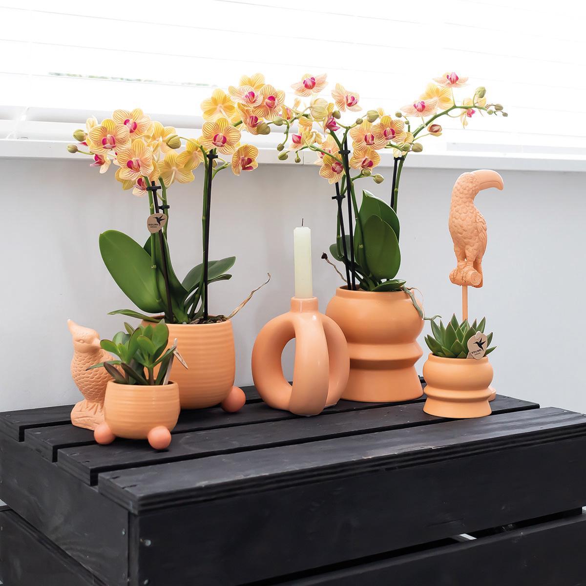 Orchidee Orange Phalaenopsis orchid - Jamaica + Rolling dekorativer Topf Pfirsich - Topfgröße Ø9cm - 35cm hoch | blühende Zimmerpflanze im Blumentopf - frisch vom Züchter