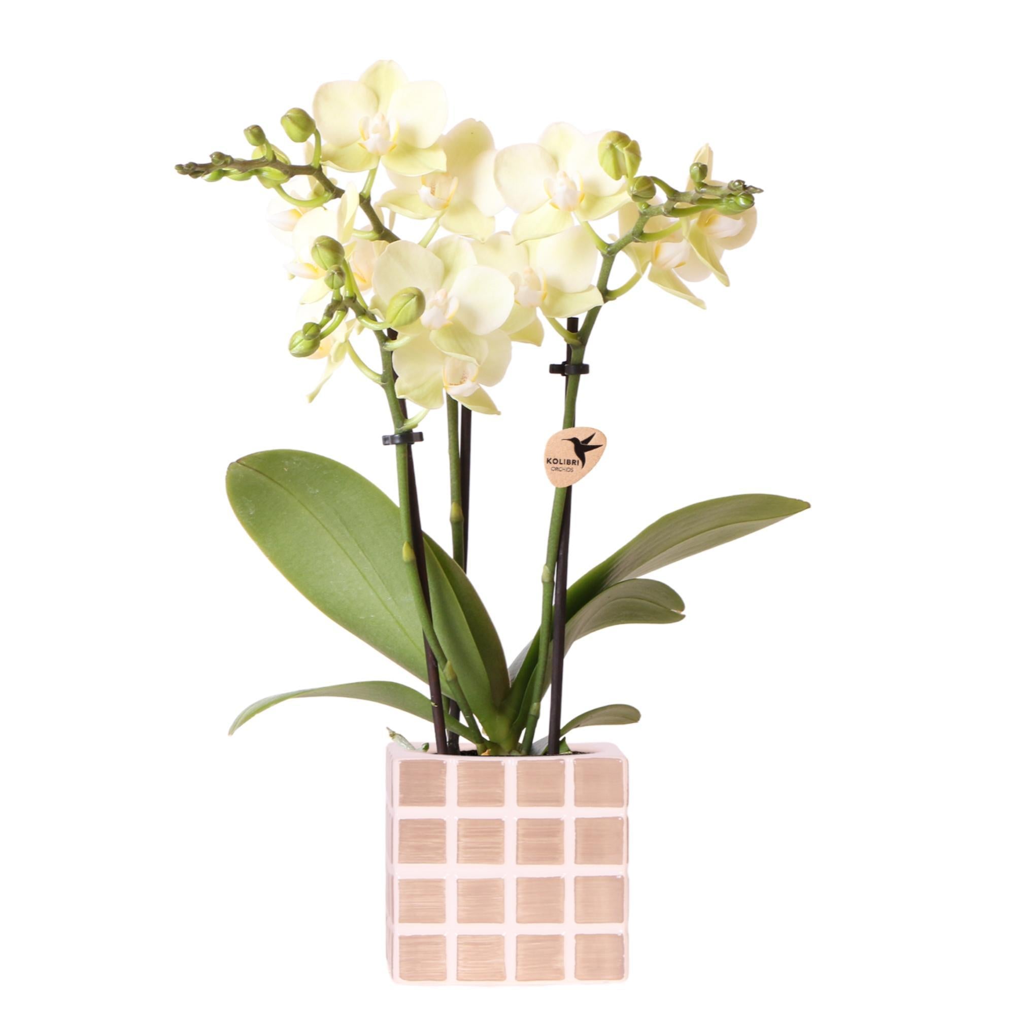 Orchidee Gelbe Phalaenopsis Orchidee Mexiko + Mosa Ziertopf Braun - Topfgröße Ø9cm | Blühende Zimmerpflanze - Frisch vom Züchter