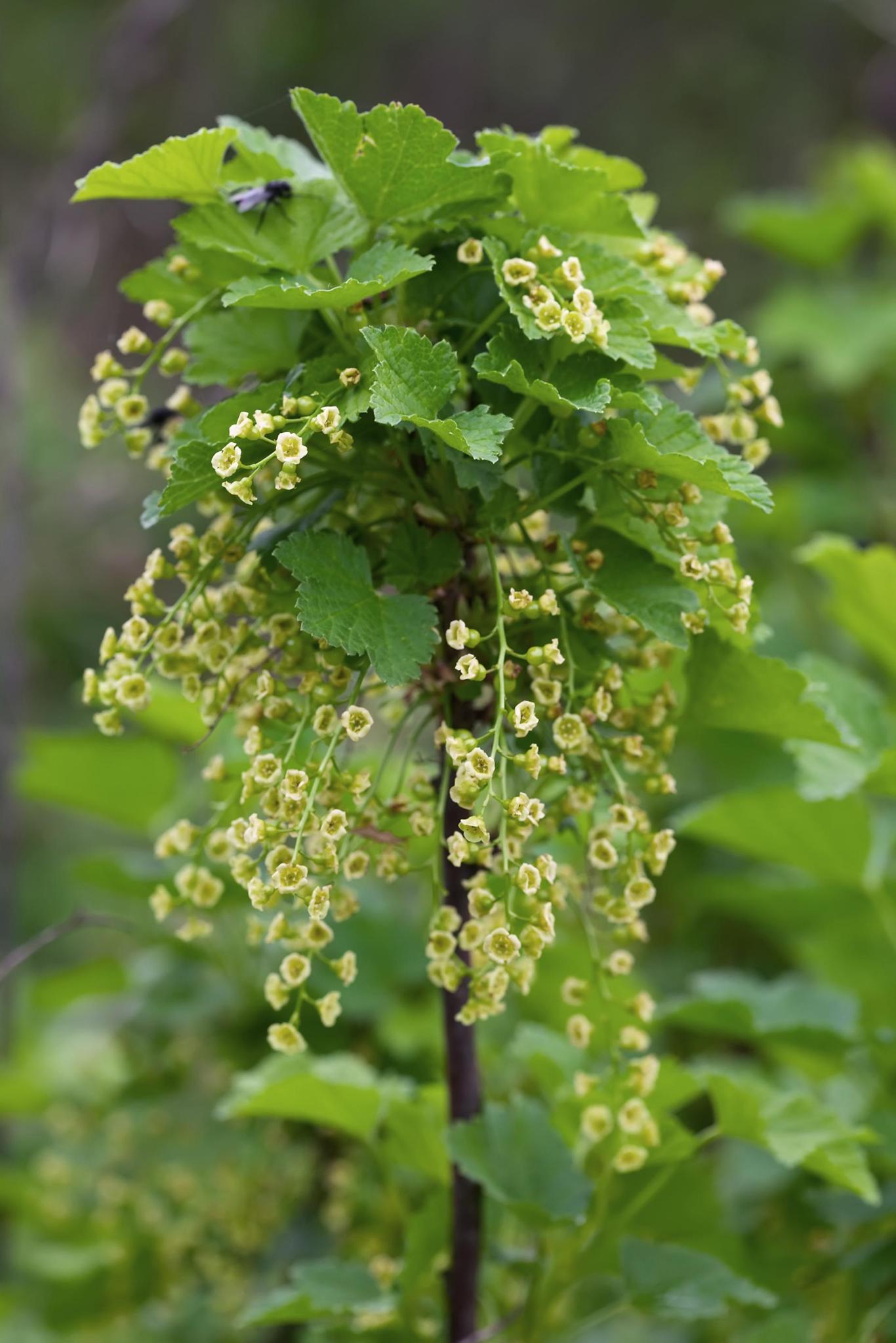 Ribes rubrum - rote Johannisbeere 'Jonkheer van Tets' - ↨45cm - Ø13