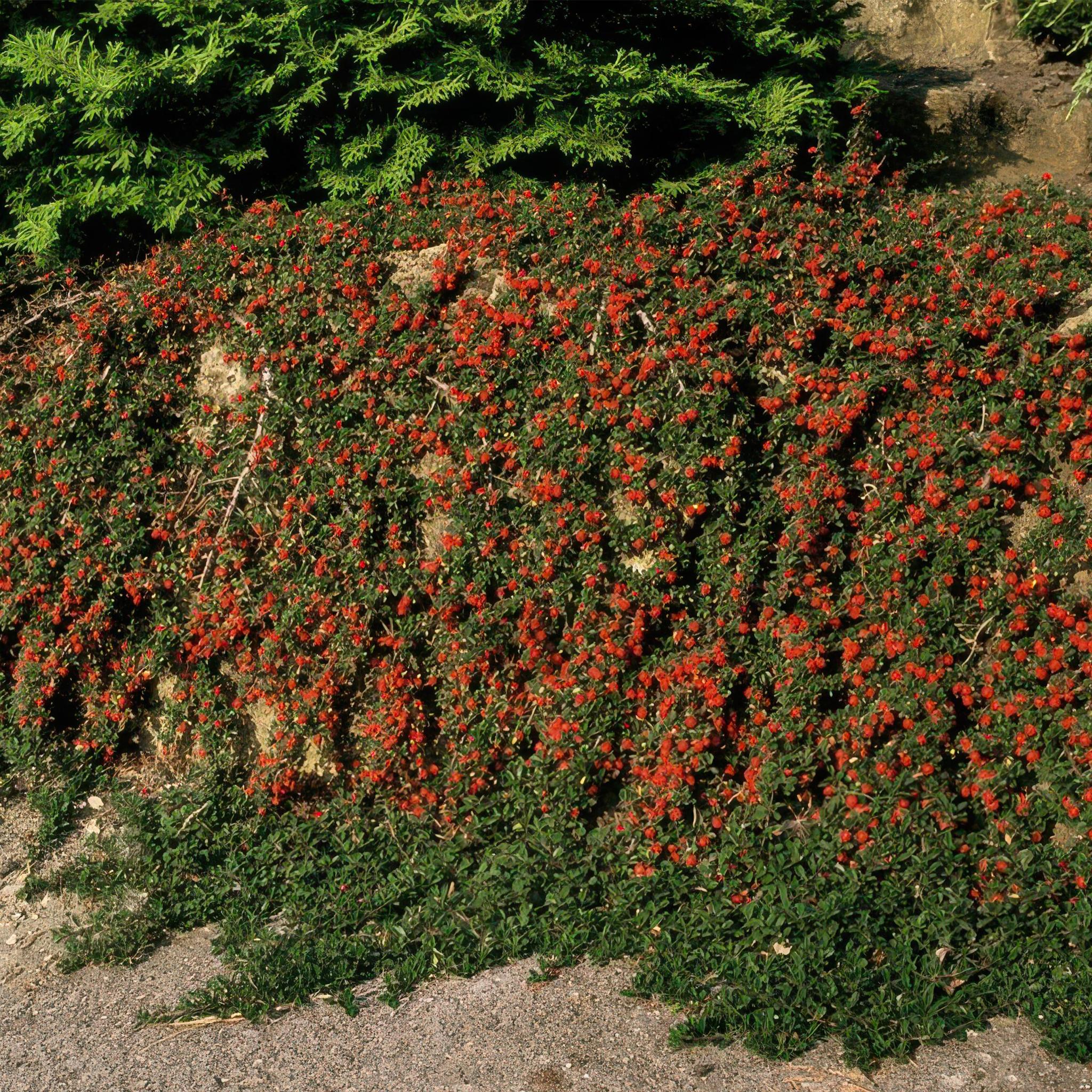 Zwergmispel - Cotoneaster pr. 'Streib's Findling' - ↕25cm - Ø9cm  - 40x