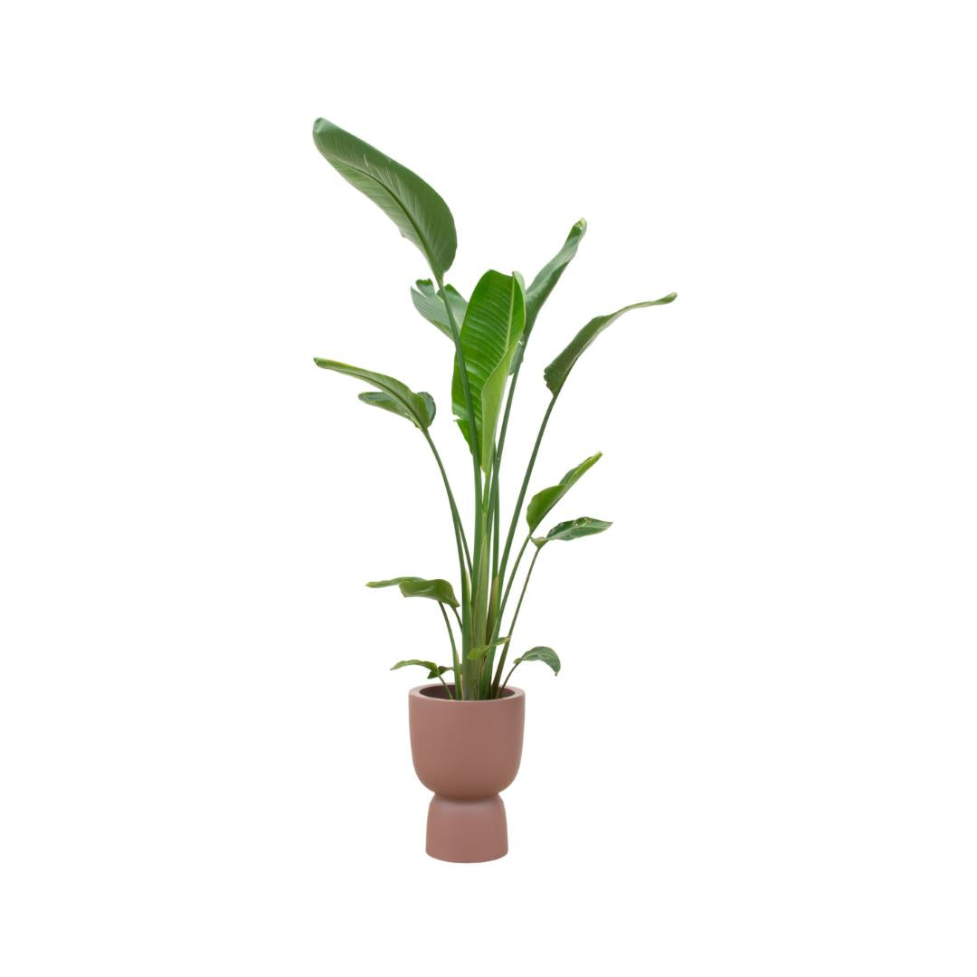 Strelitzia Augusta multi stam inclusief elho Pure Coupe Topf braun Ø35 - 210 cm