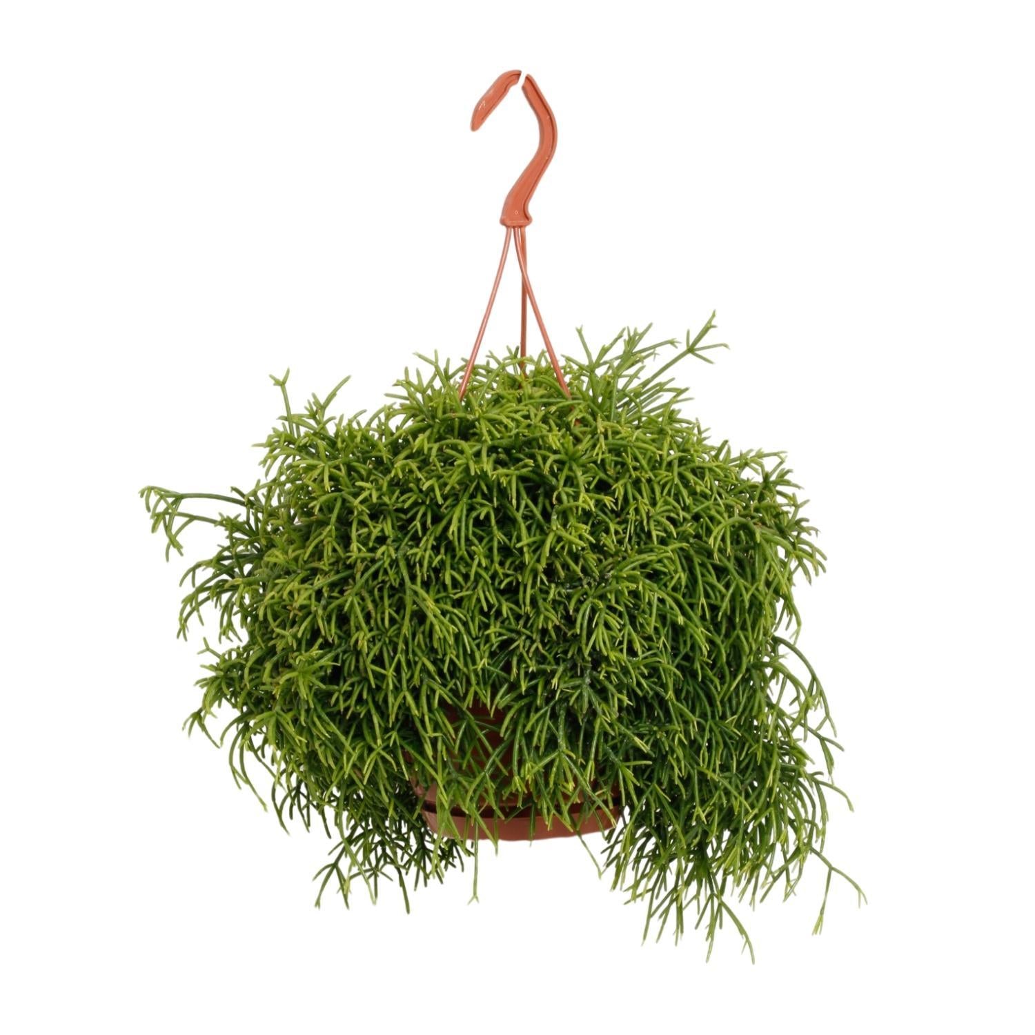 Korallenkaktus - Rhipsalis Baccifera Oasis - Ø17cm - ↕45cm