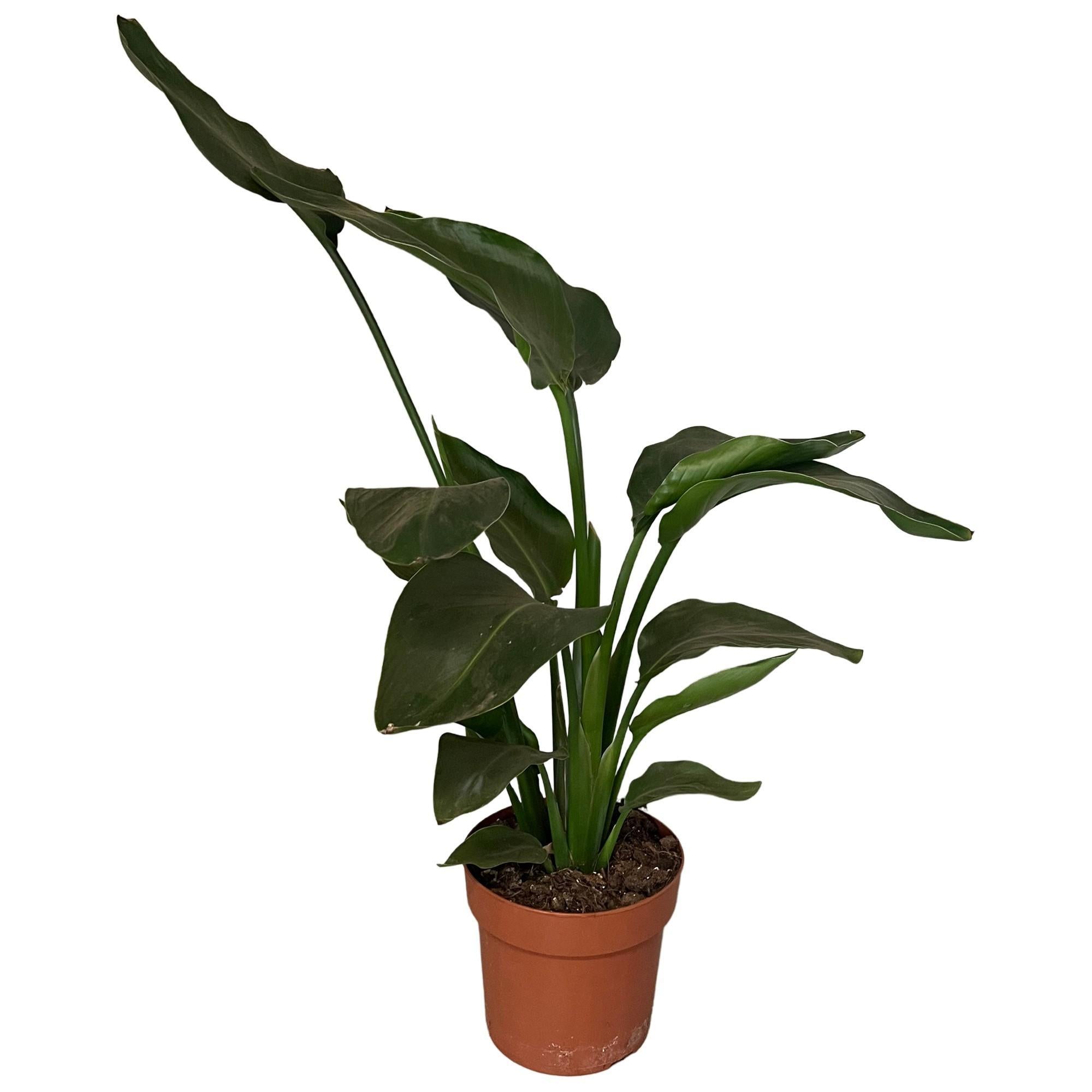 Paradiesvogelblume - Strelitzia Nicolai 2pp - Ø17cm - ↕65cm