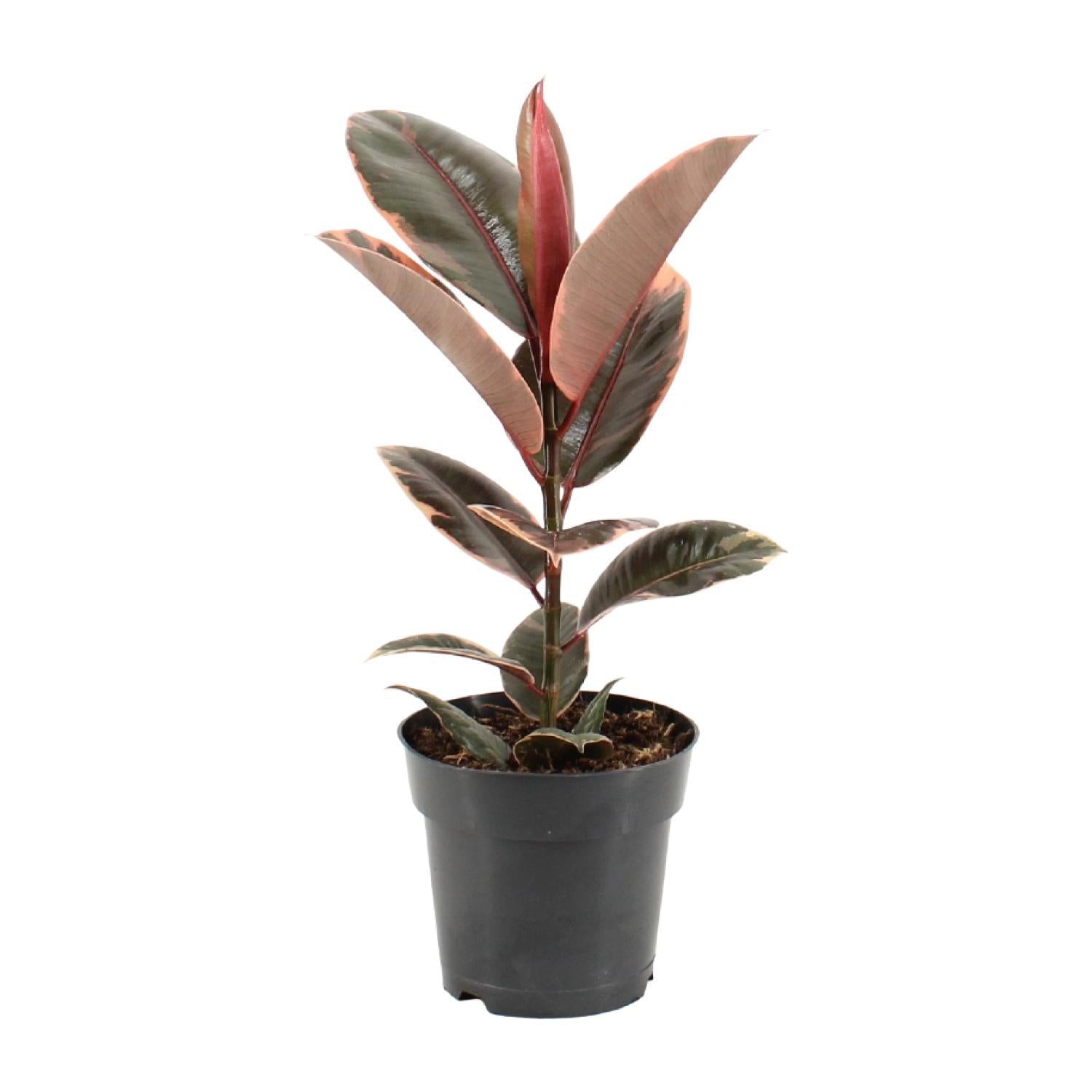 Gummibaum - Ficus Elastica Belize - Ø17cm - ↕55cm