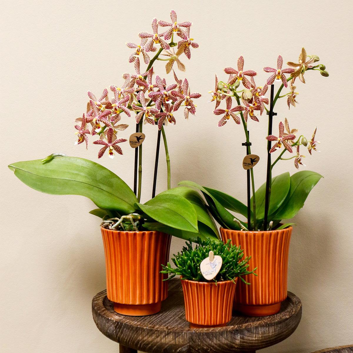 Orchidee orange Phalaenopsis Orchidee - Spider in Retro Terracotta - Topfgröße Ø9cm | blühende Zimmerpflanze - frisch vom Züchter