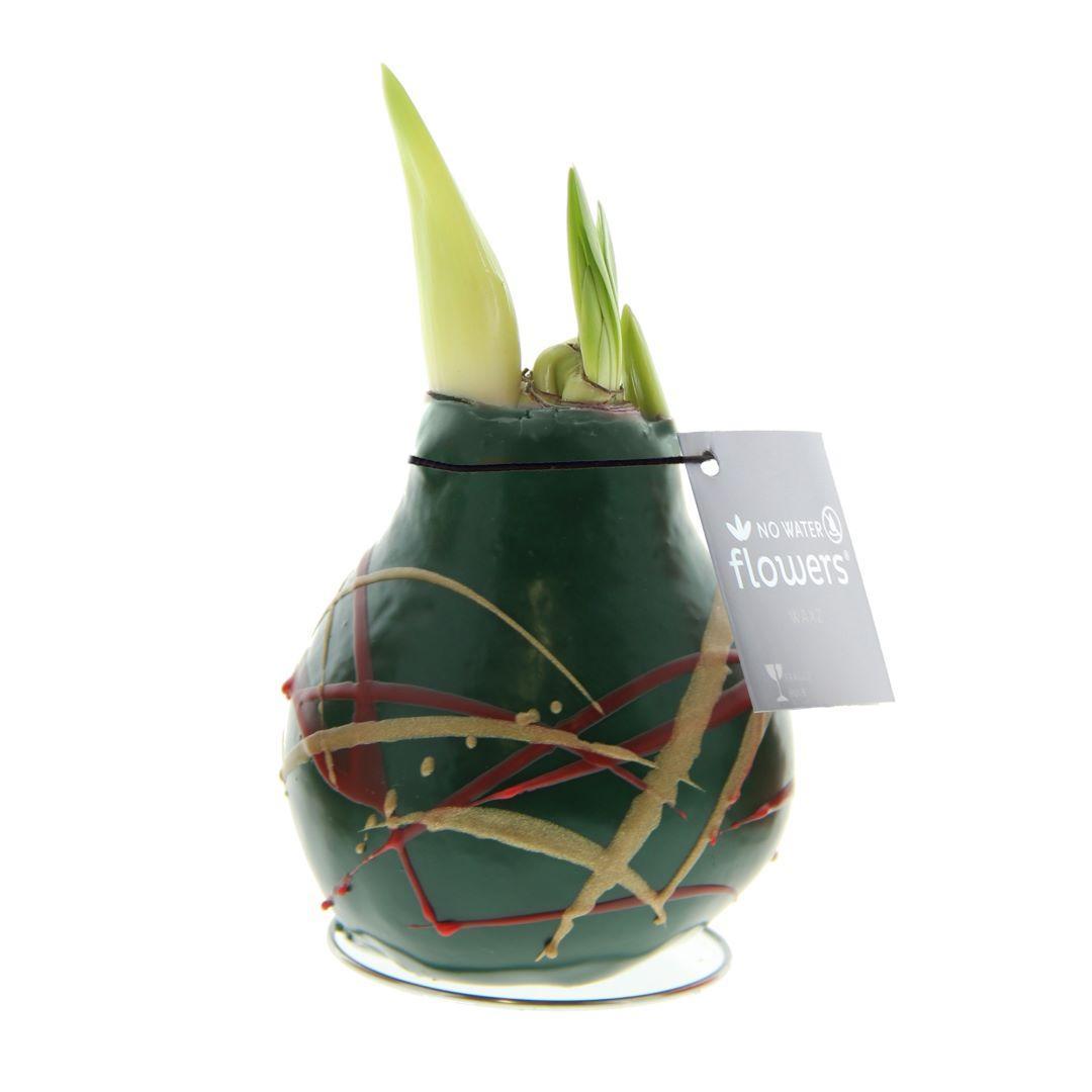 No Water Flowers® (wax amaryllis) | Waxz® Art Munch - Dark Green + Red flower