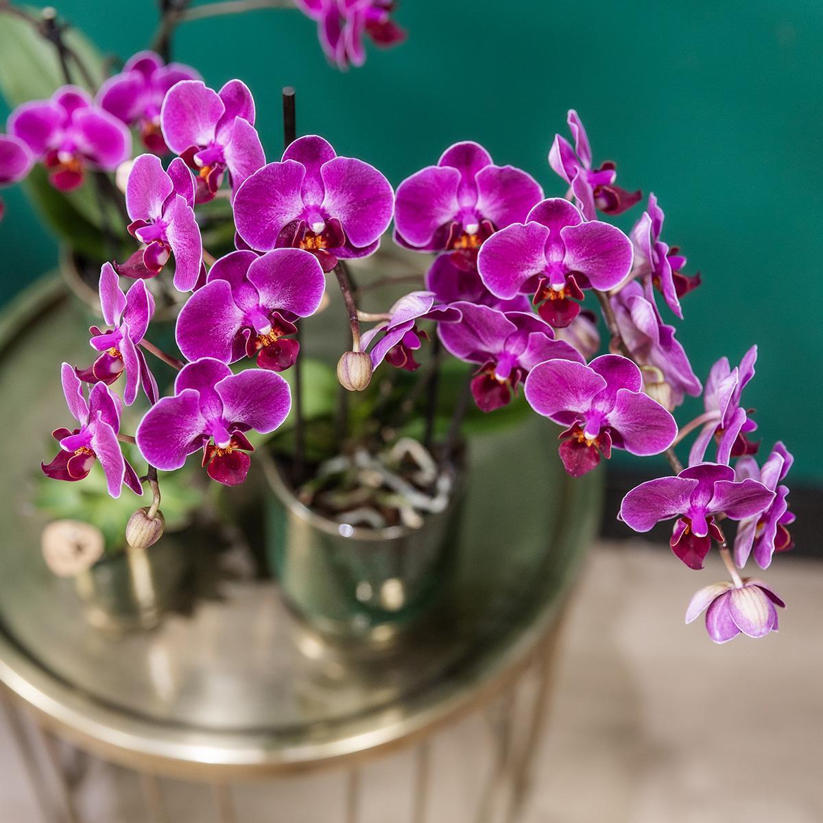 Orchidee Lila Phalaenopsis Orchidee - Morelia Classy grün- Topfgröße Ø9cm | blühende Zimmerpflanze - frisch vom Züchter