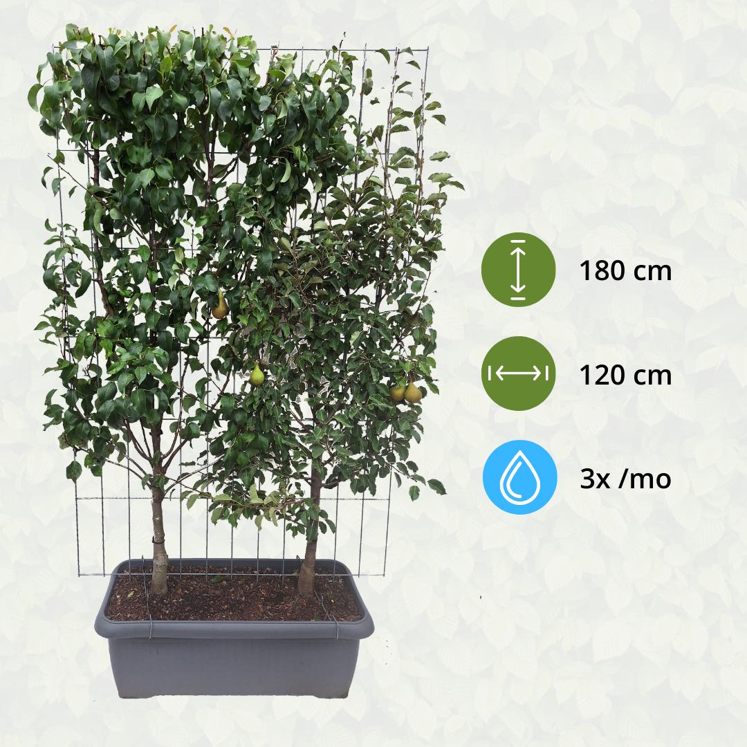 Pyrus Communis 'Duo-Pear' - perenboom - kant-en-klare haag - 120 x 40 x 180 cm