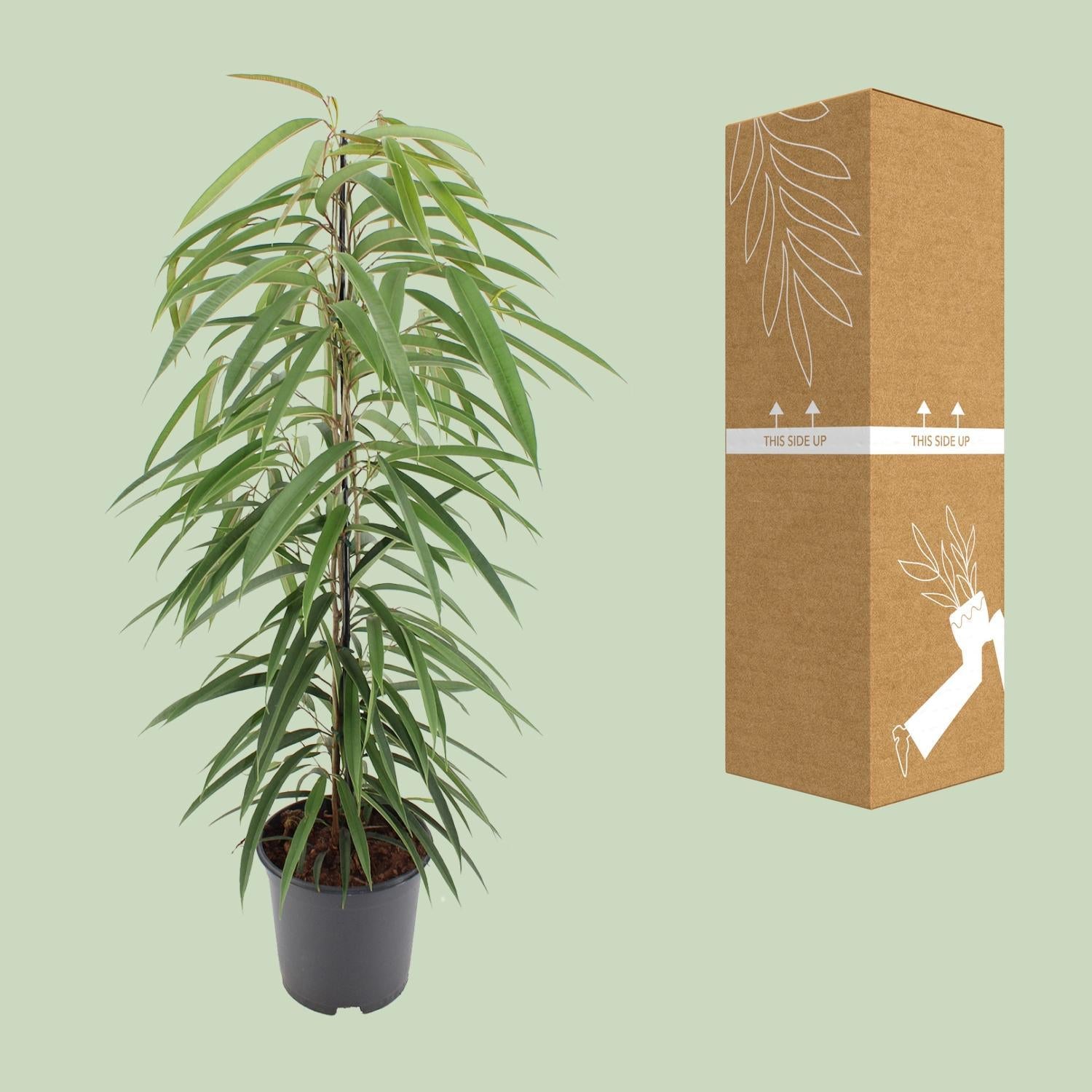 Birkenfeige - Ficus Binnendijkii Alii - 80cm - 21Ø