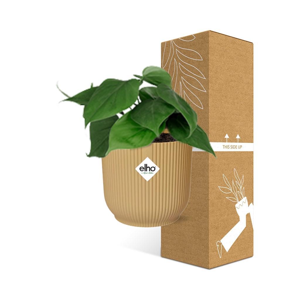 Herzblattphilodendron - Philodendron Scandens in ELHO Vibes Fold 14cm geel Topf gelb