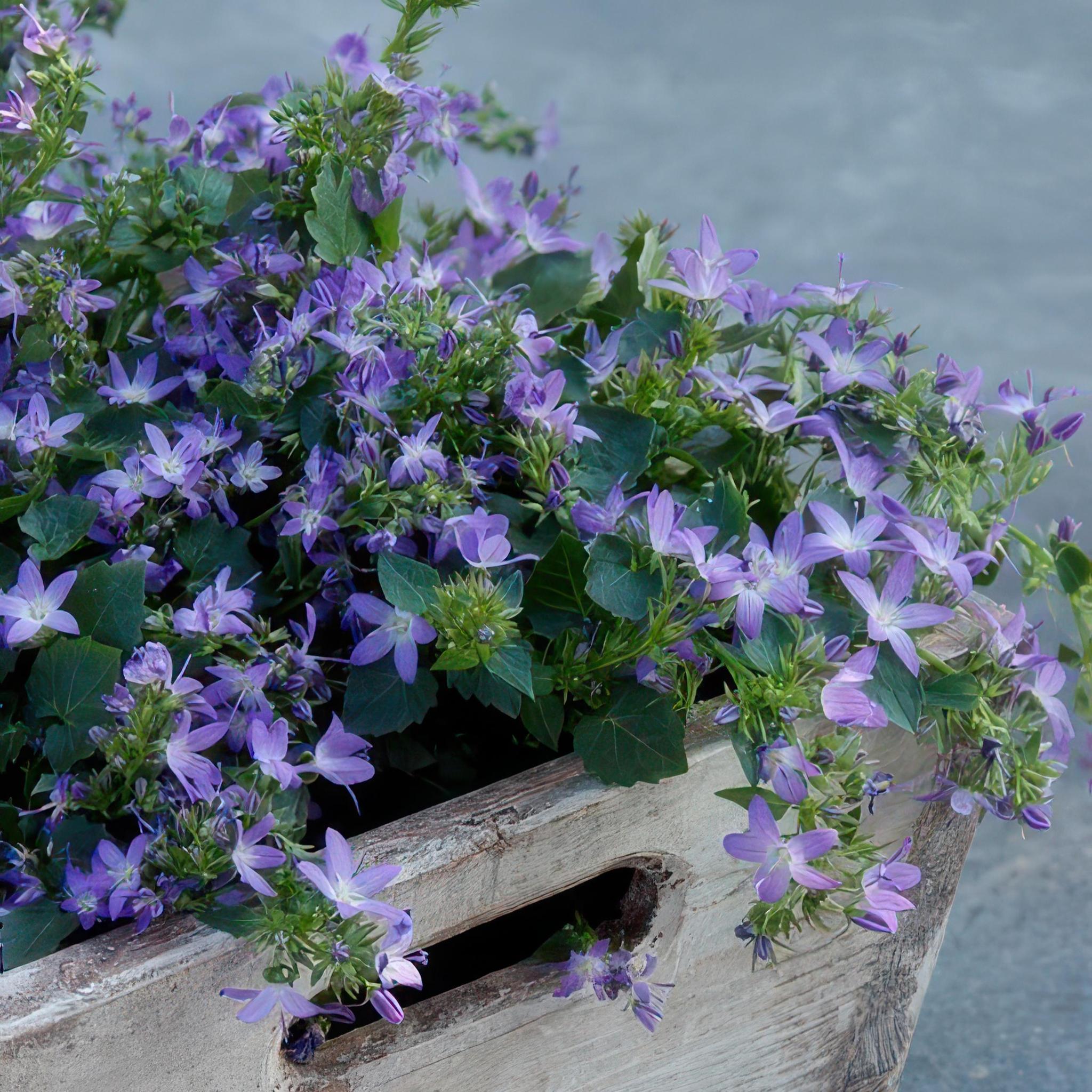 Hängepolster GlockenblumeCampanula poscharskyana 'Stella' - ↕10-25cm - Ø9cm - 12 Stück