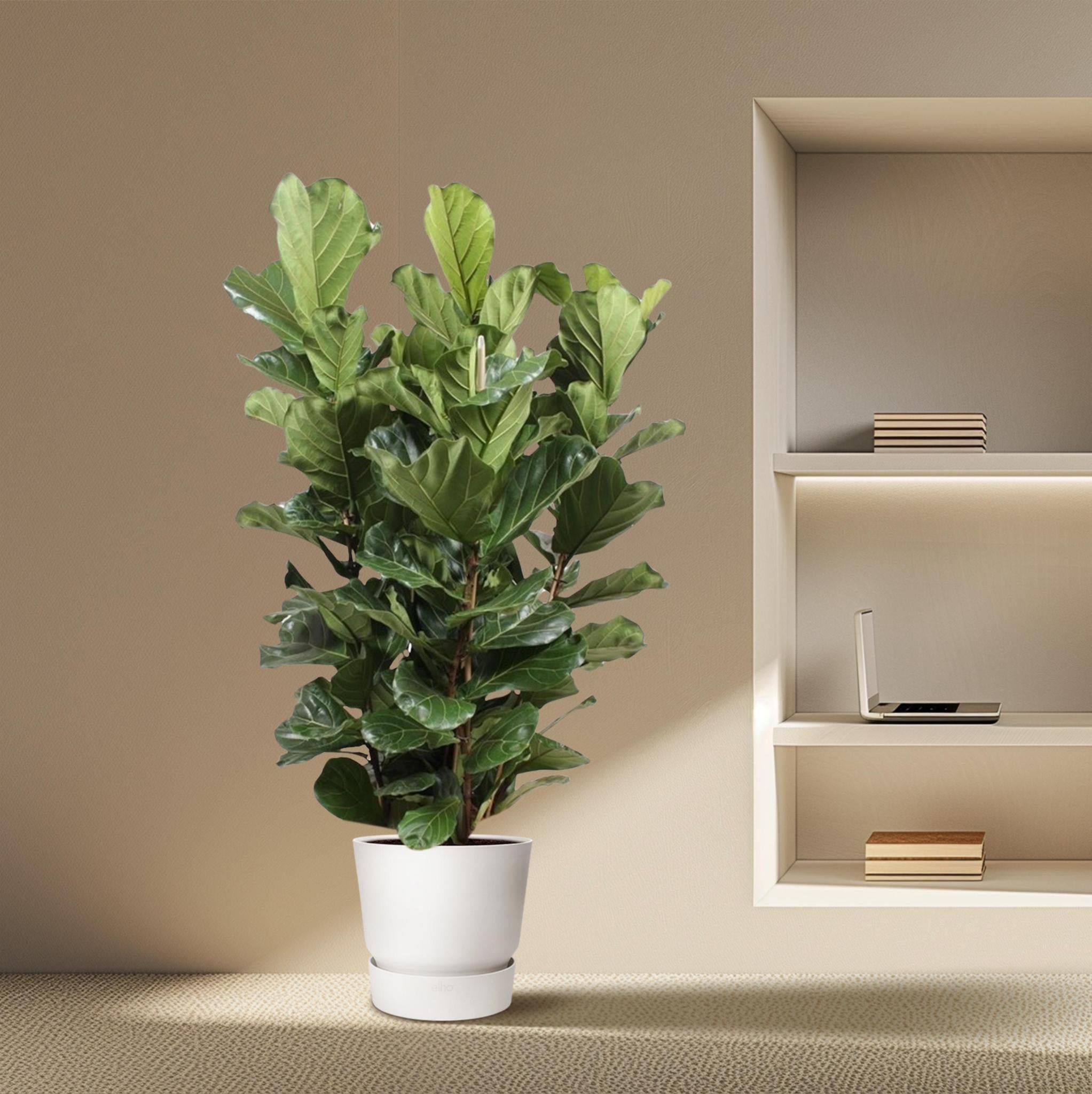 Geigenfeige - Ficus Lyrata Strauch XL - 200 cm - ø50