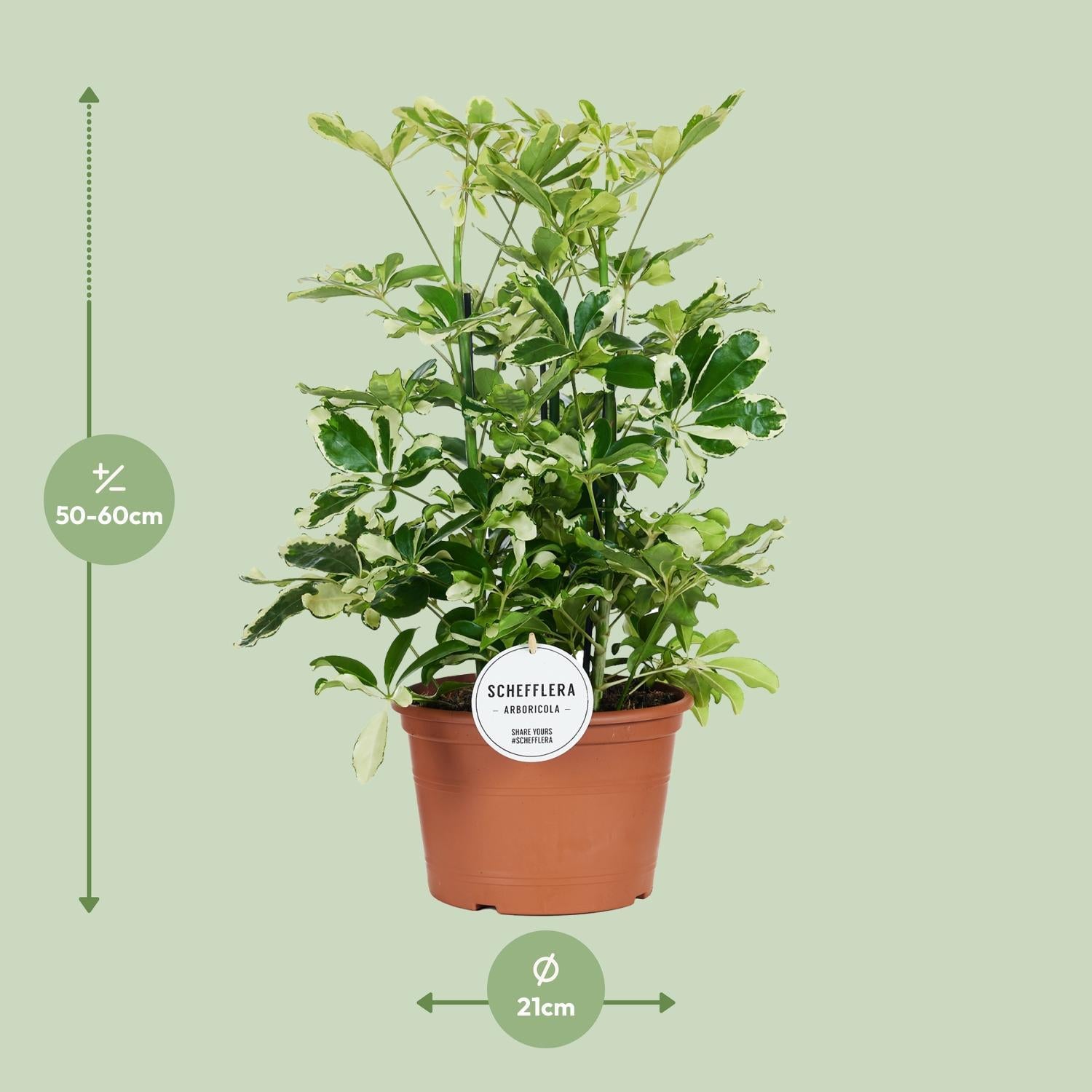 Schefflera Charlotte - Ø21cm - ↕55cm