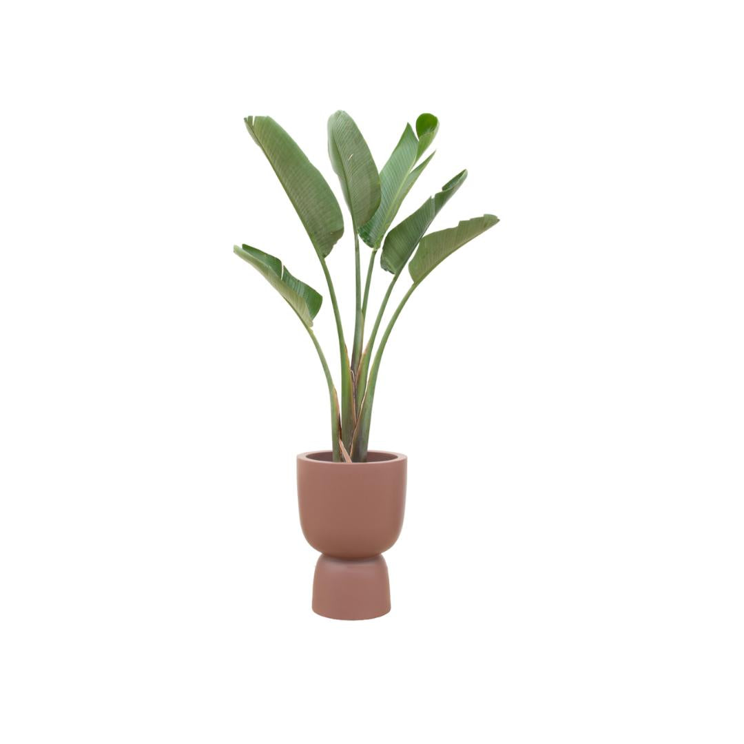 Strelitzia Augusta inclusief elho Pure Coupe Topf braun Ø41 - 210 cm