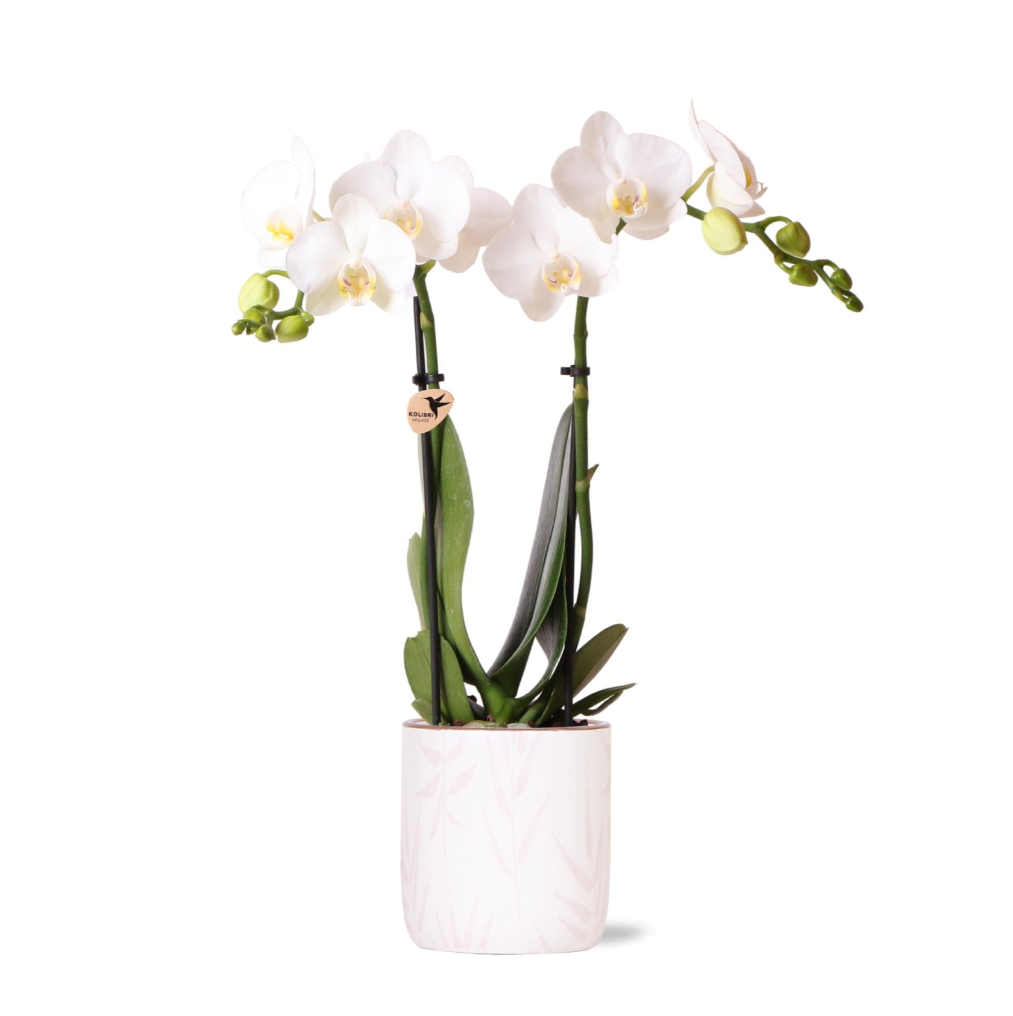 Kolibrie-orchideeën | witte Phalaenopsis orchidee - Amabilis + roze bloempot - potmaat Ø9cm | bloeiende kamerplant - vers van de veredelaar