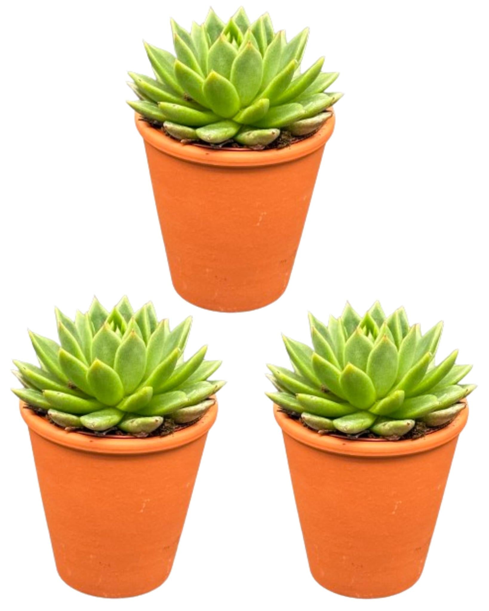 Succulenten - Echeveria Agavoides - 8.5cm Ø - ↕️9-14cm - 3 Stück - terracotta Topf