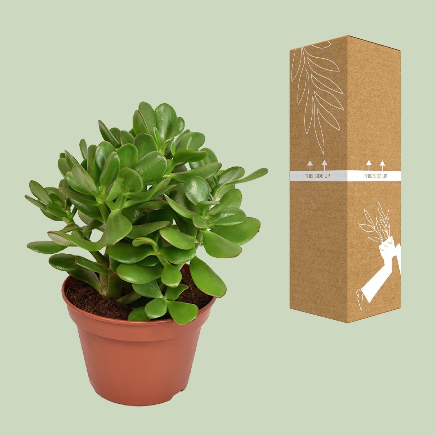 Gummibaum - Crassula Ovata - Geldbaum, Jadepflanze, Glückspflanze - Ø15cm - ↕21cm