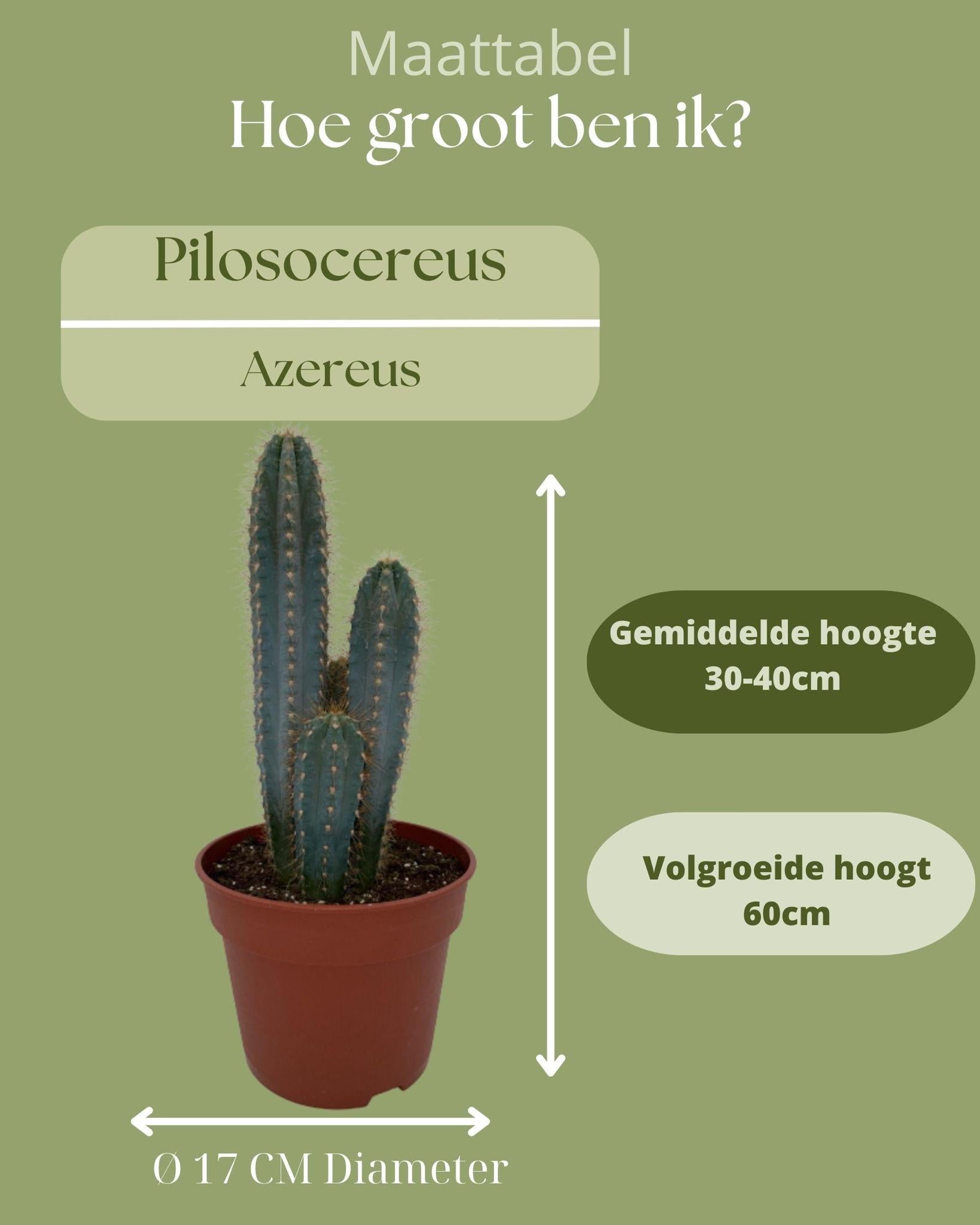 Blauer Säulenkaktus oder Blaue Kerze - Pilosocereus Azerues - 17cmØ- 30-40cm Höhe