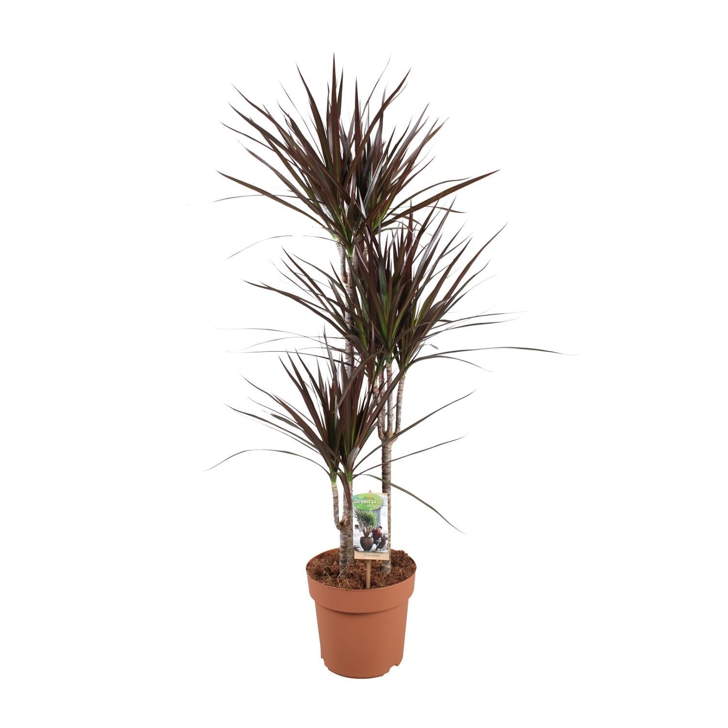 Drachenbaum Magenta - Dracaena Magenta - Ø21cm - ↕120cm