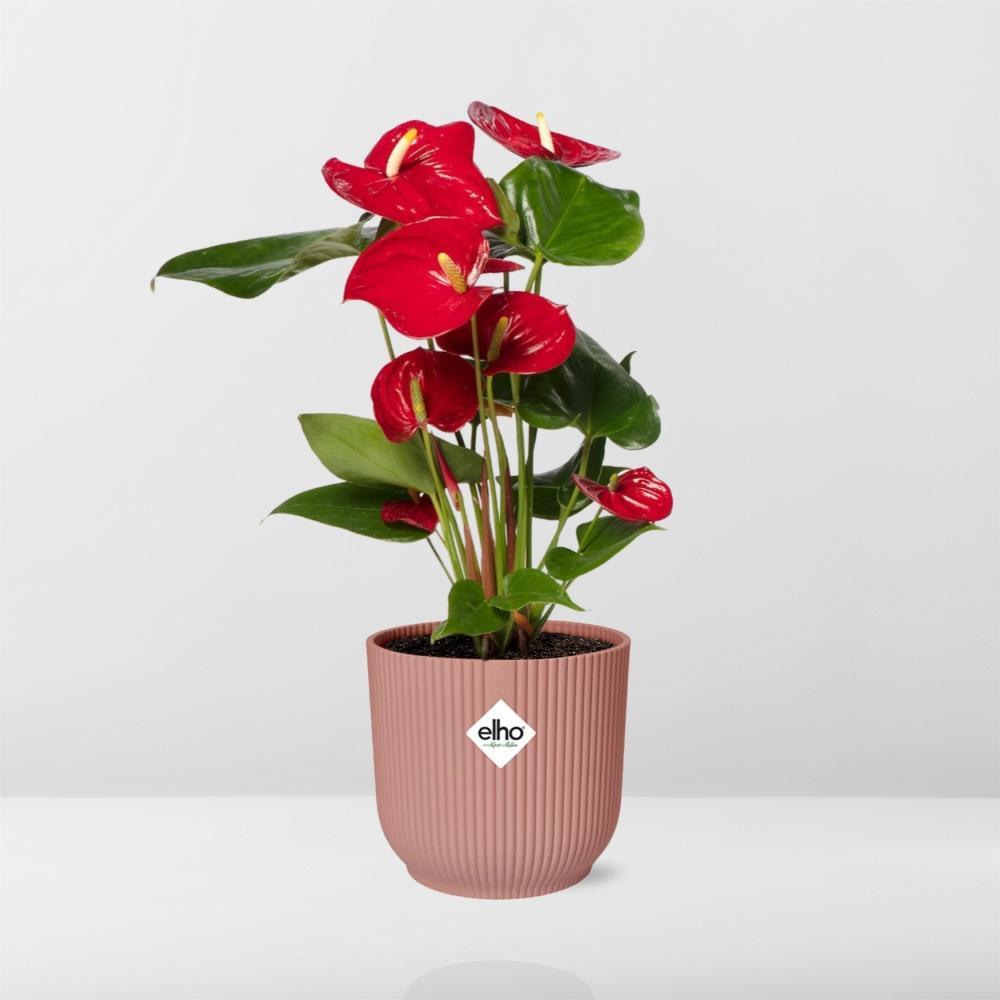 Anthurie - Anthurium Red 12cm in ELHO Vibes Fold 14cm Topf rosa