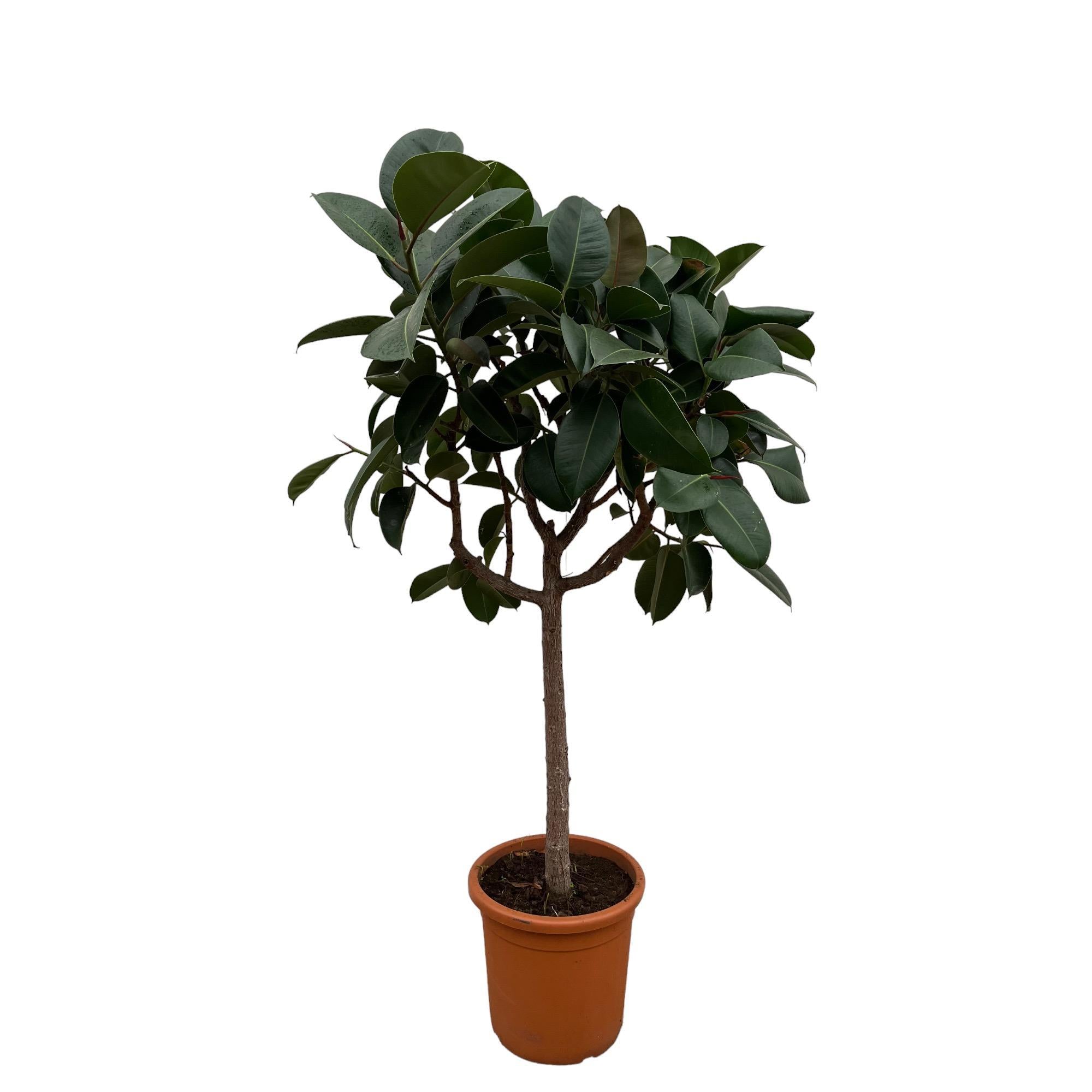 Gummibaum Ficus Elastica Robusta mit Stamm - 180 cm - ø30