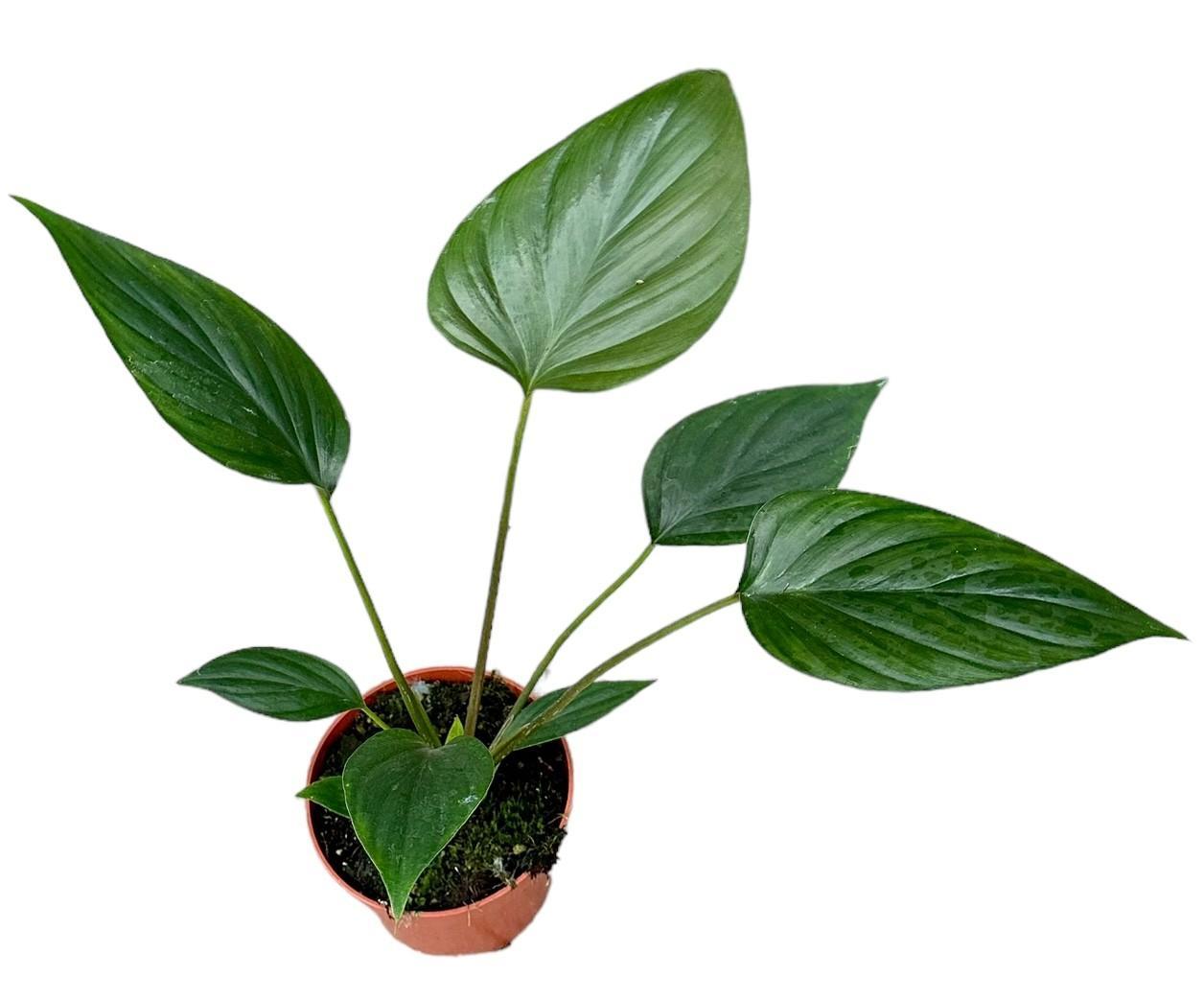 Herzblattpflanze -  Homalomena Rubescens Black - Ø10,5cm - ↕15cm