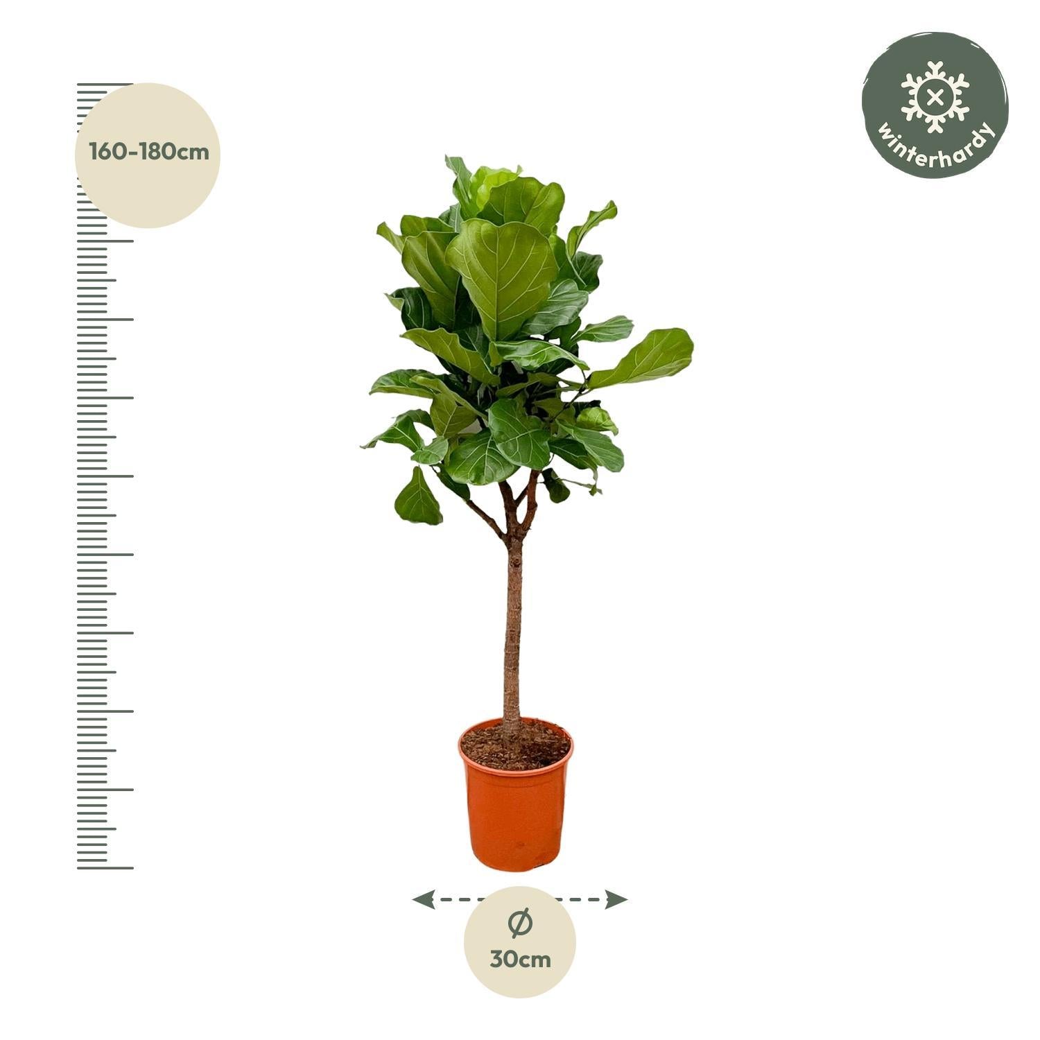 Geigenfeige - Ficus Lyrata Baum - 180cm - ⌀30