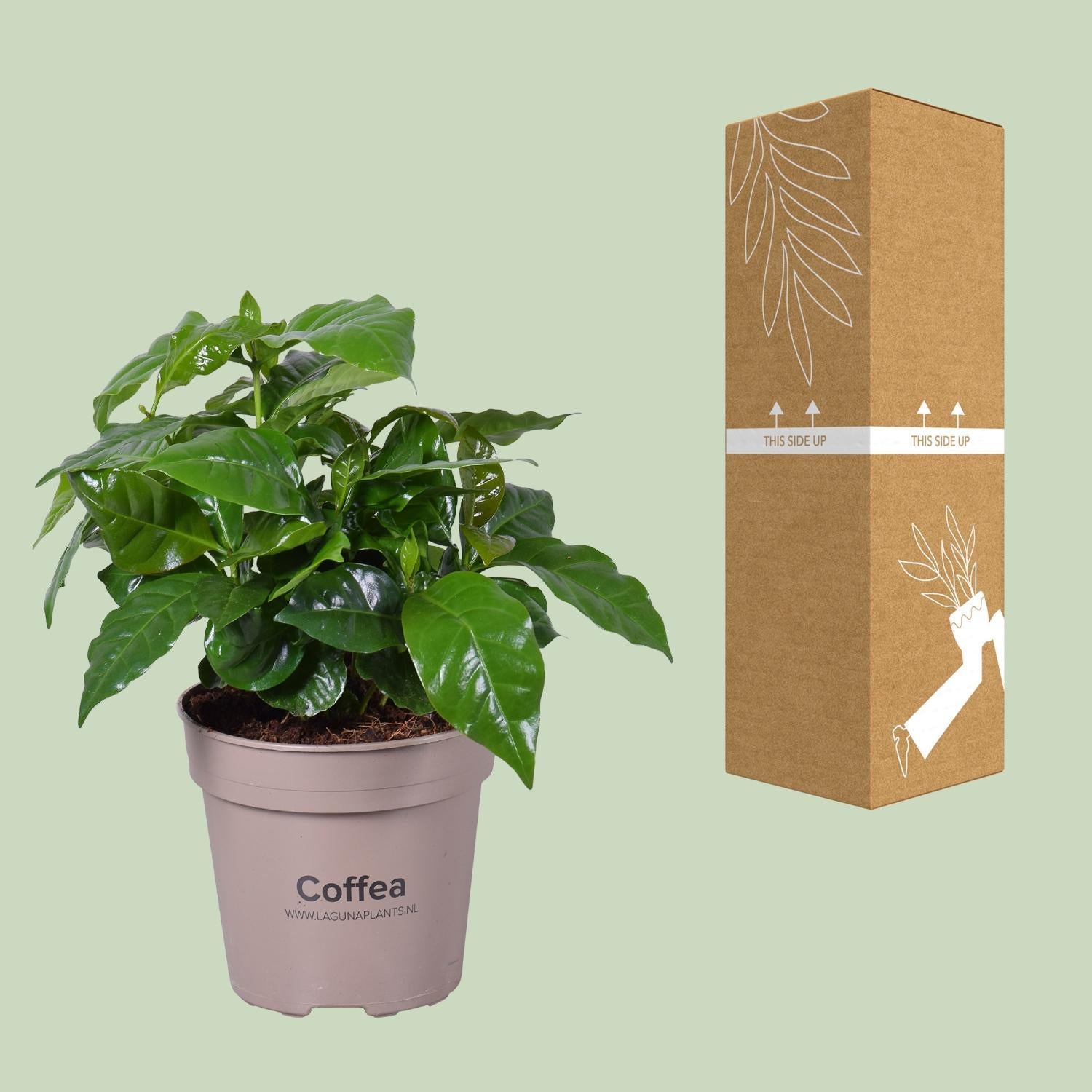 Koffie Arabica - Ø15cm - ↕45cm