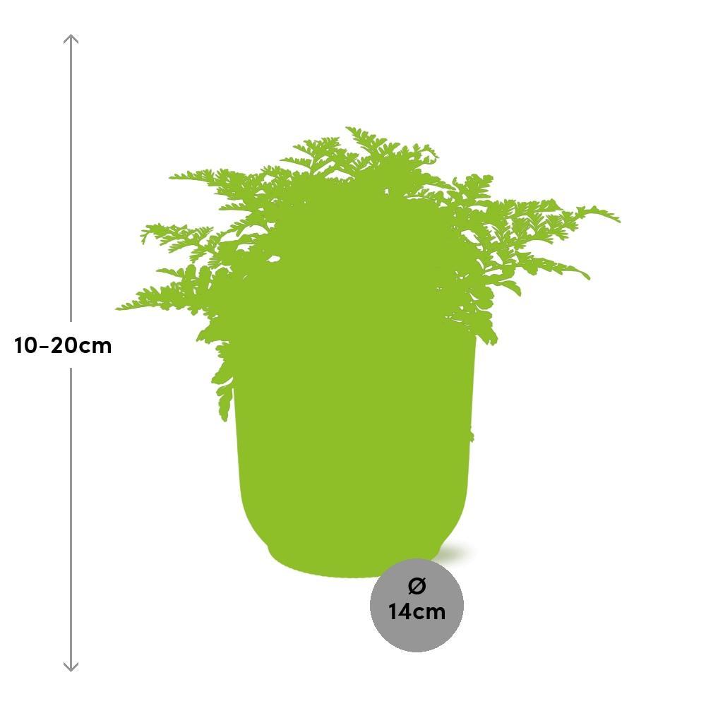 Vogelnestfarn - Asplenium Parvati in ELHO Vibes Fold 14cm Topf gelb