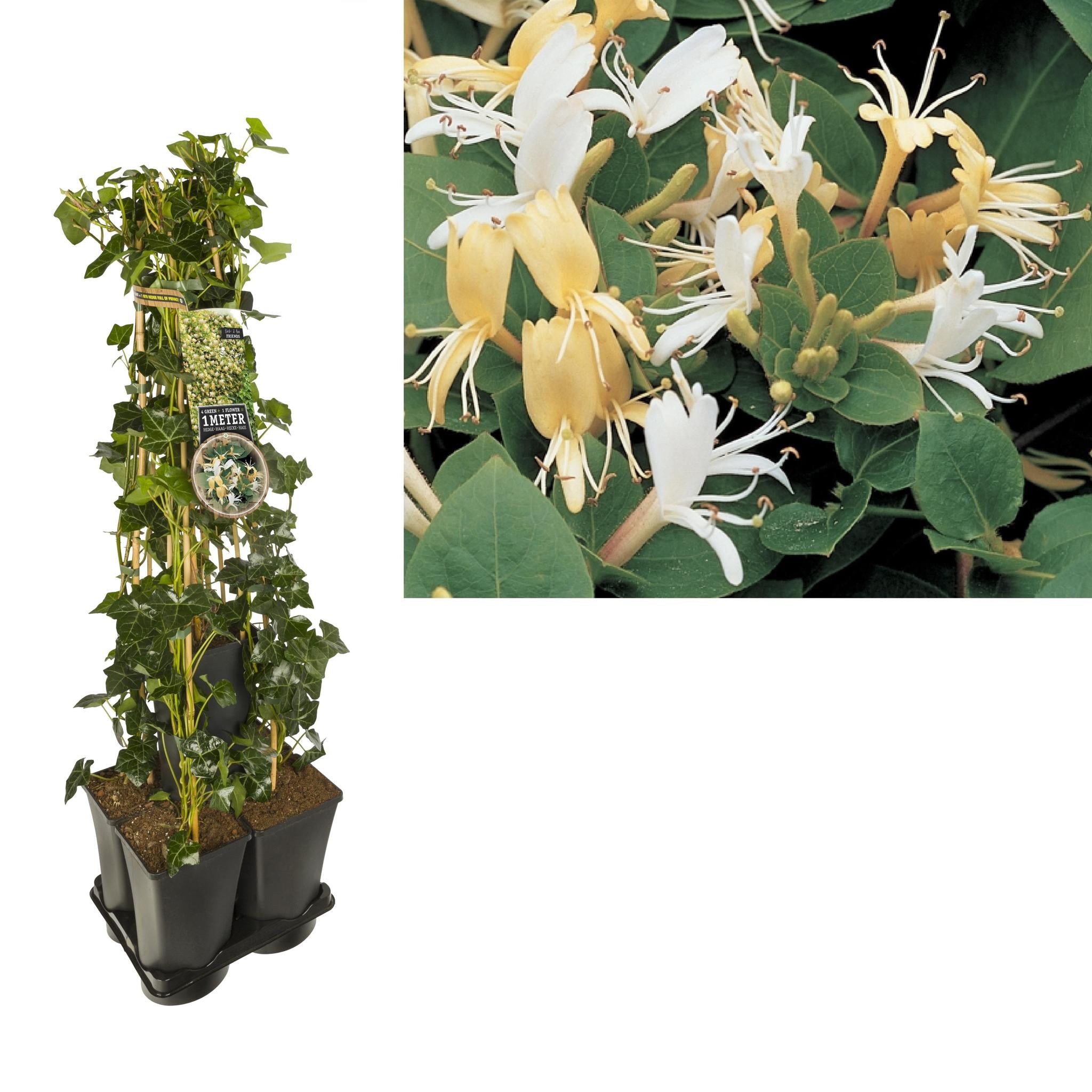 Efeu + Clematis 'Hall's Prolific - Hedera + Clematis 'Hall's Prolific' Mix