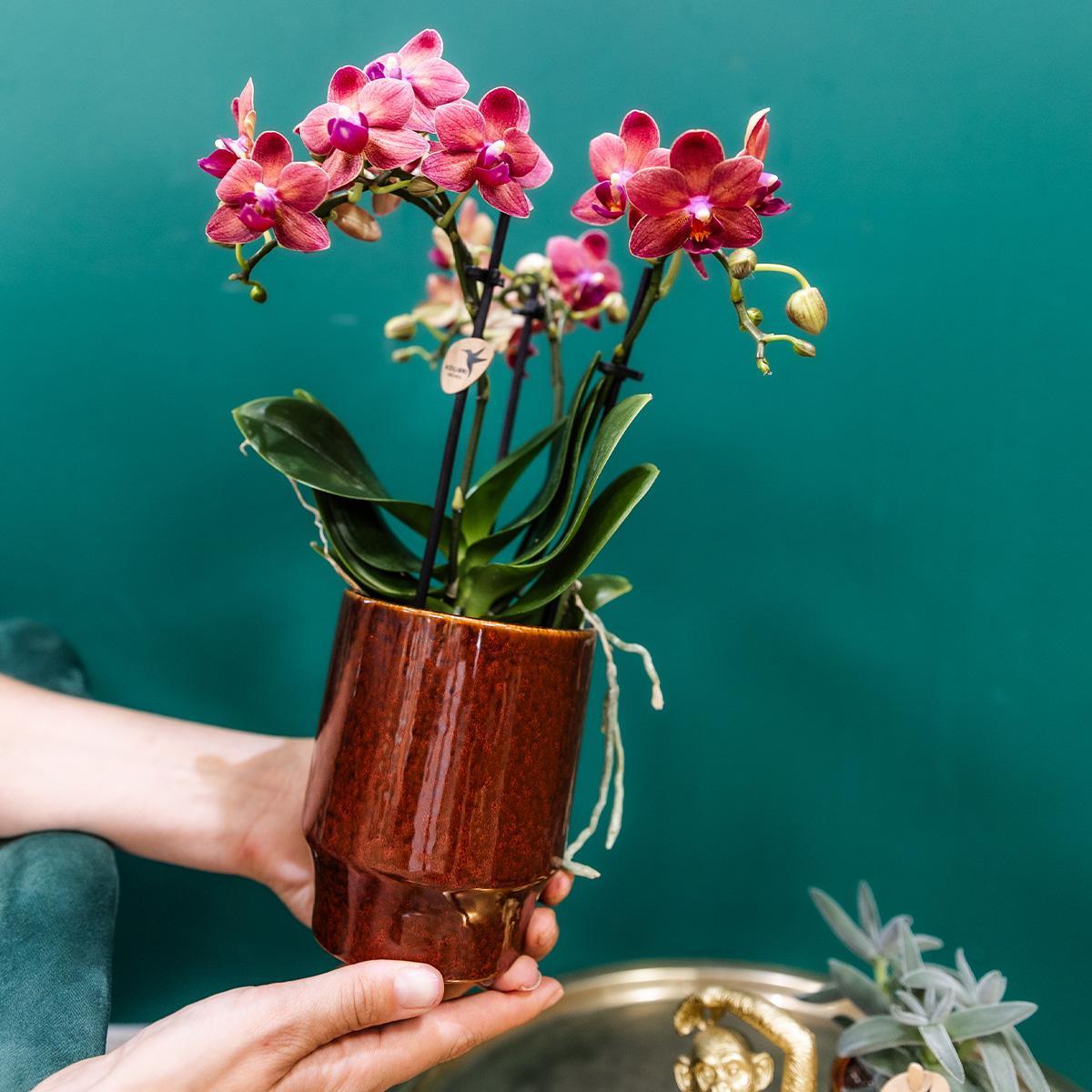 Kolibrie-orchideeën | rode Phalaenopsis orchidee - Congo + Classy rood - potmaat Ø9cm | bloeiende kamerplant - vers van de veredelaar