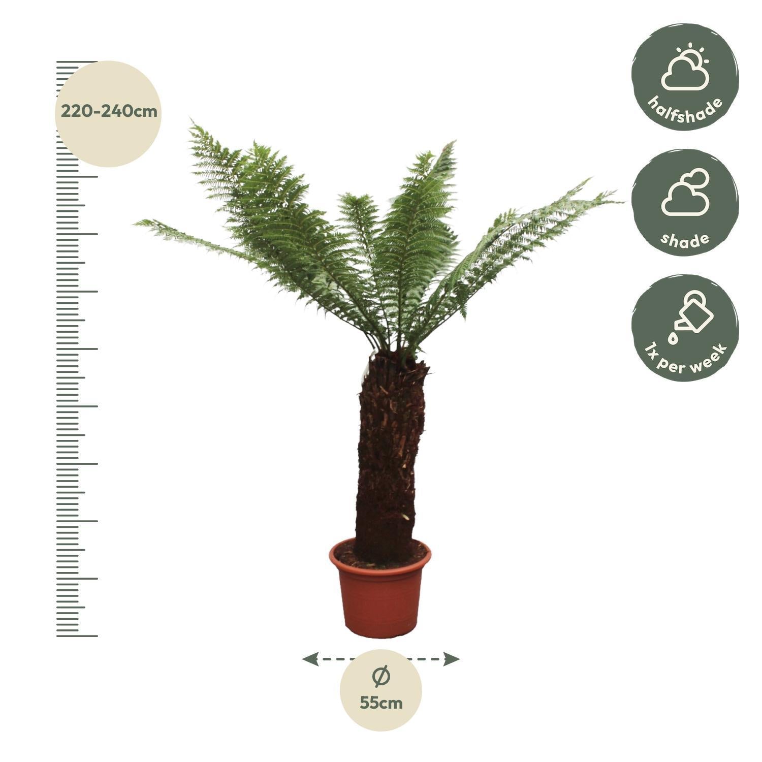 Tasmanischer Baumfarn - Dicksonia Antarctica - 230cm - ø55