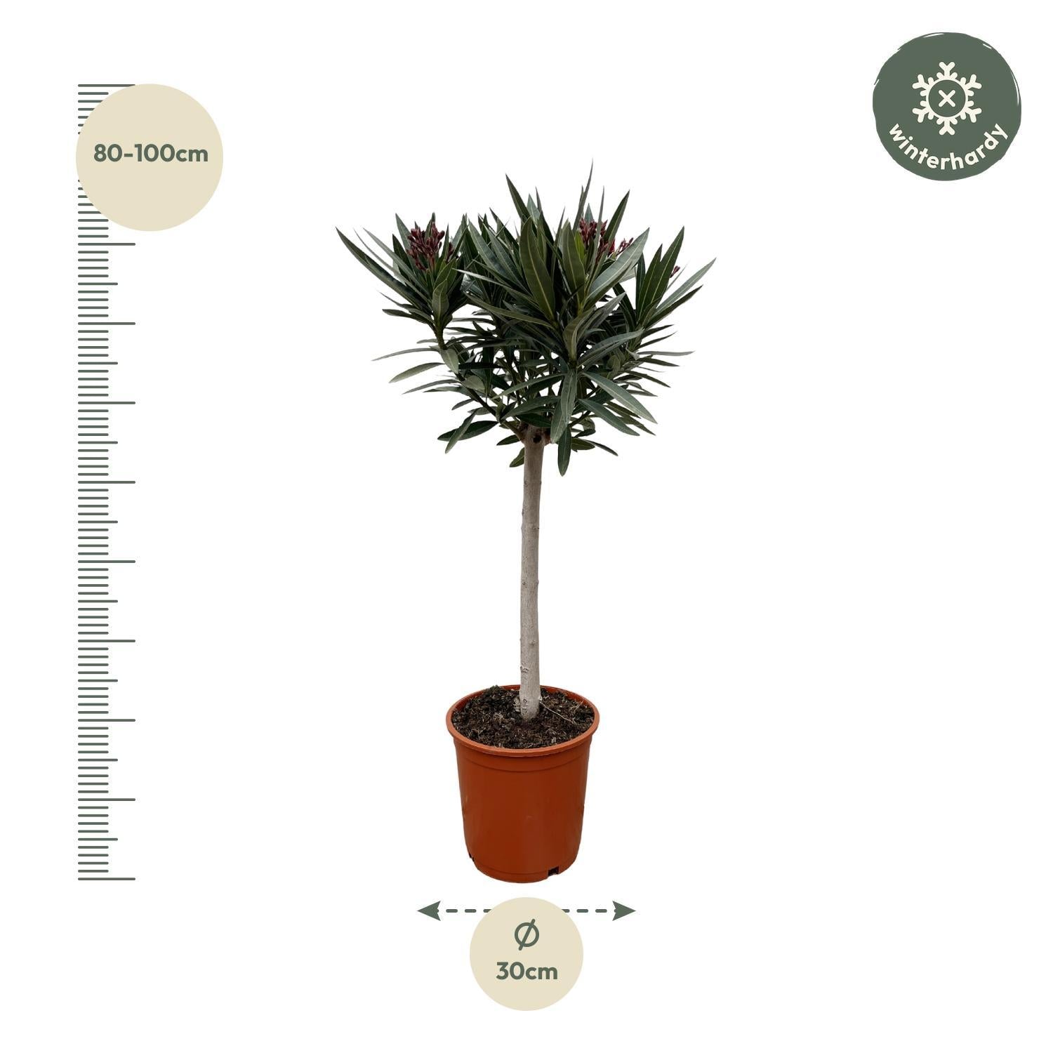 Nerium Oleander auf Stiel mit weißer Blüte – 110 cm – Ø22