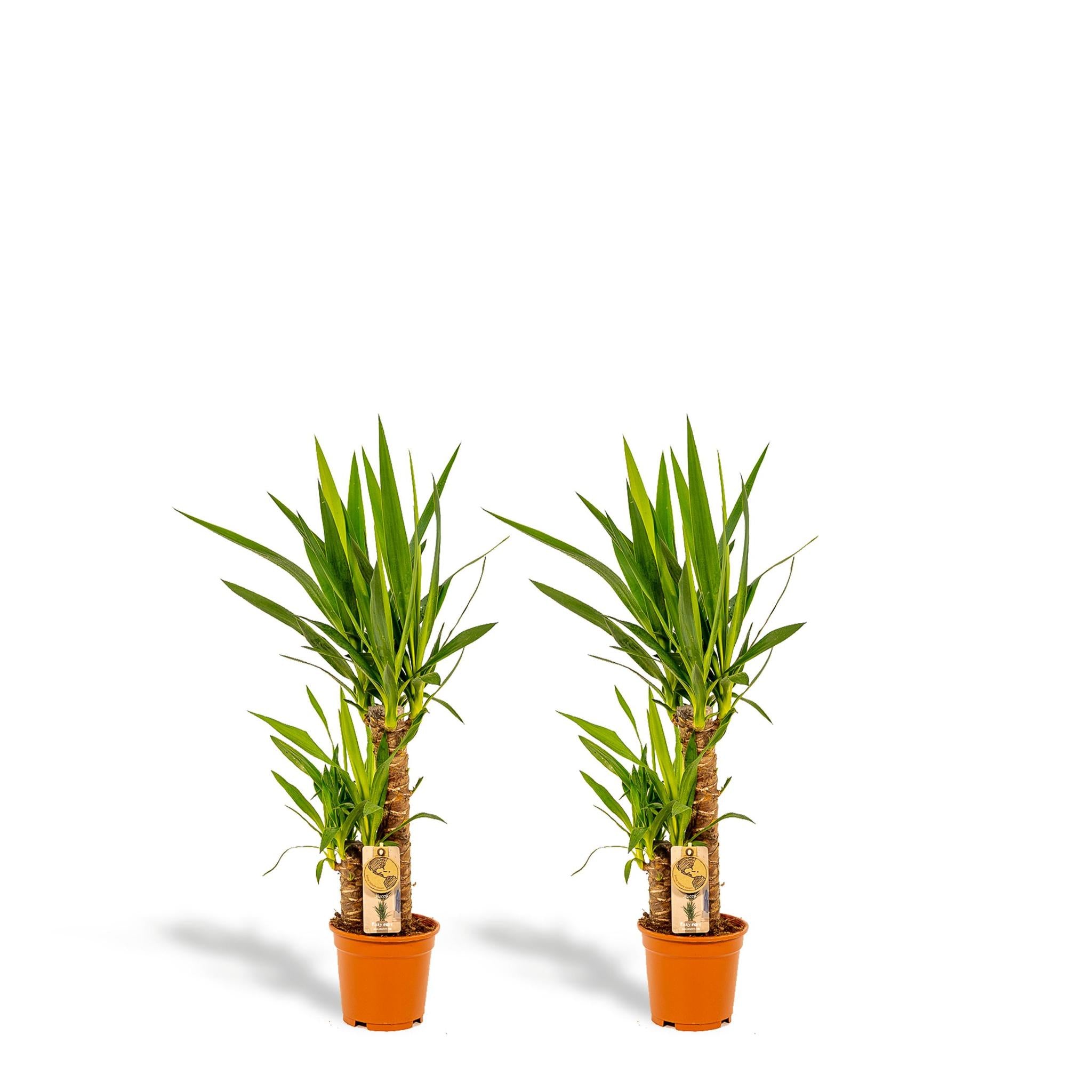 Yucca Elephantipes 2 Stück - ↨90cm - Ø17cm