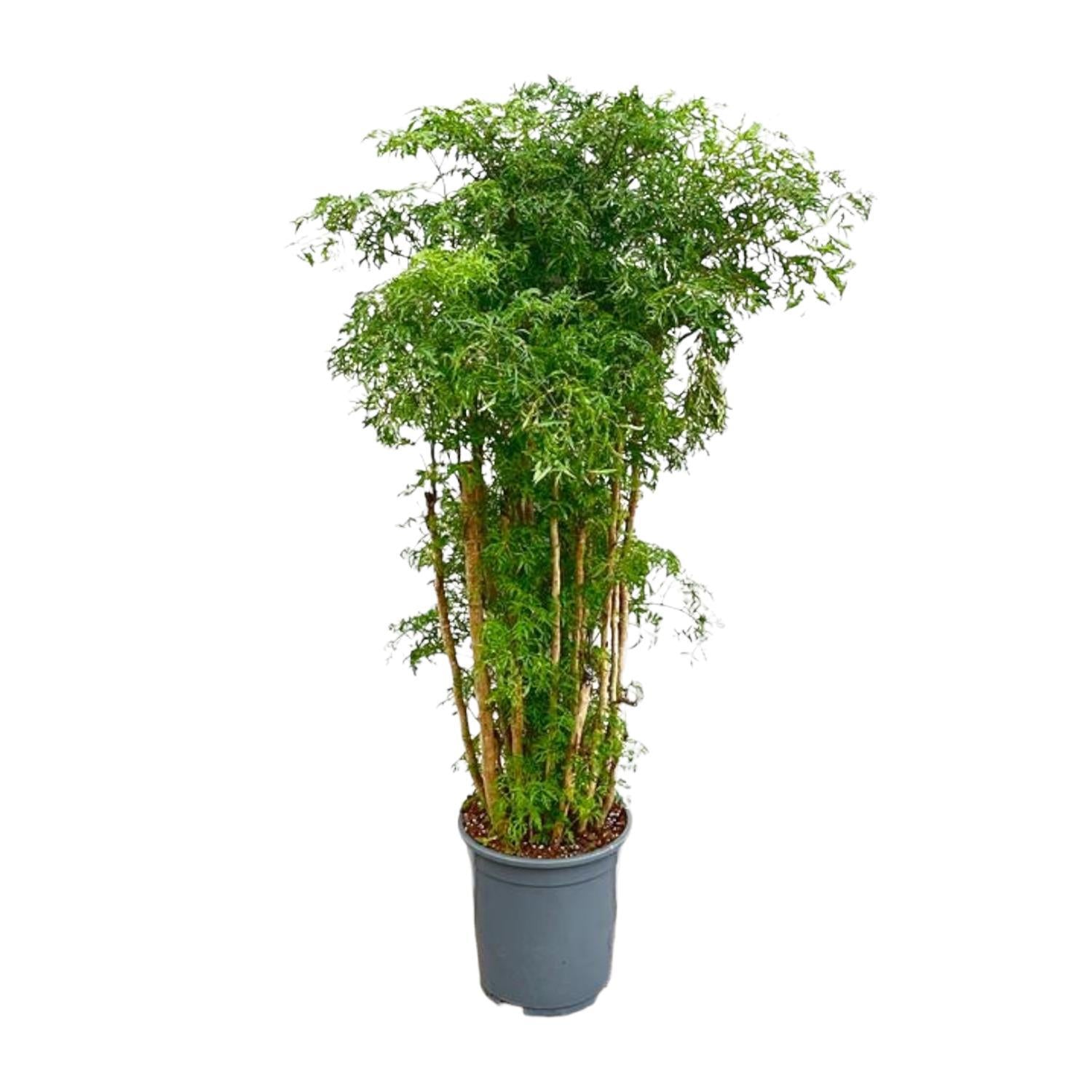 Polyscias Ming verzweigt – 140 cm – ⌀27