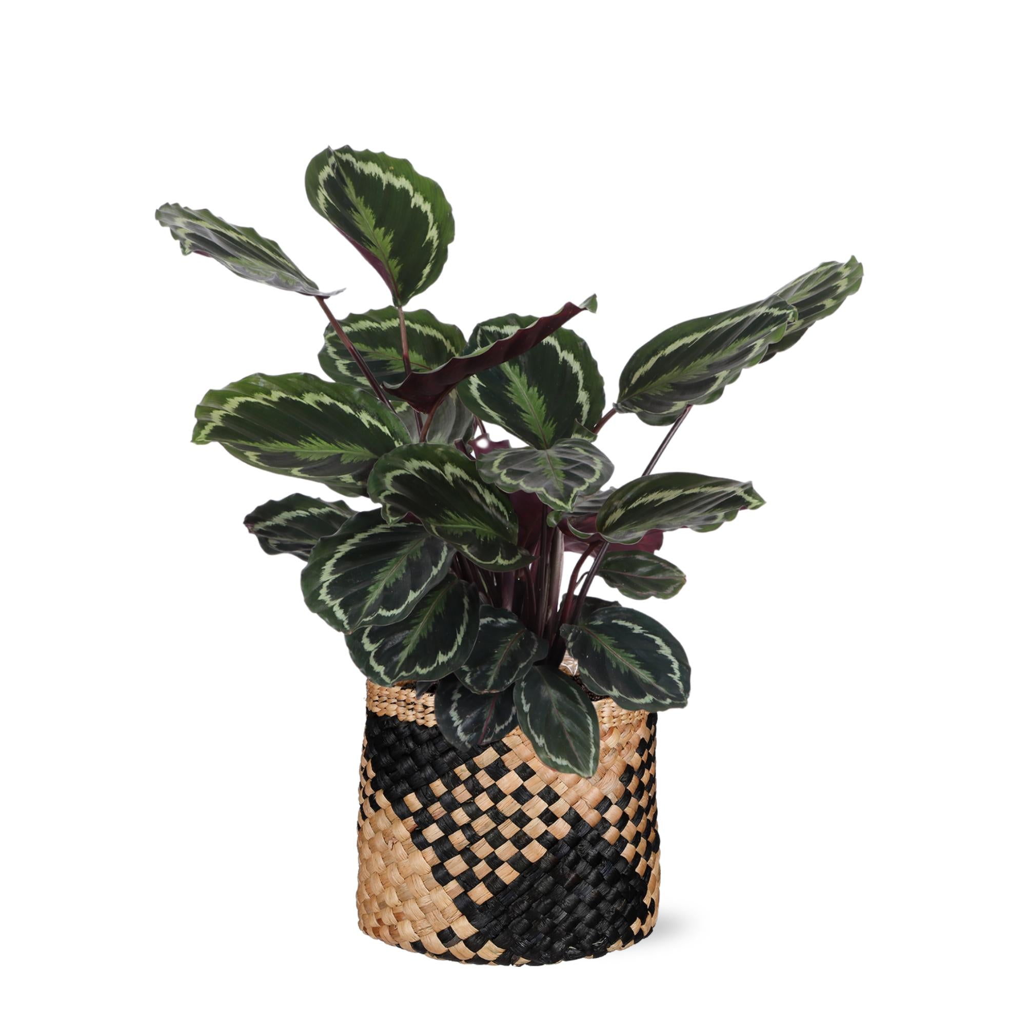 Calathea Medaillon - Korbmarante - Ø21cm - ↕70cm in Albury BLACK print Korb