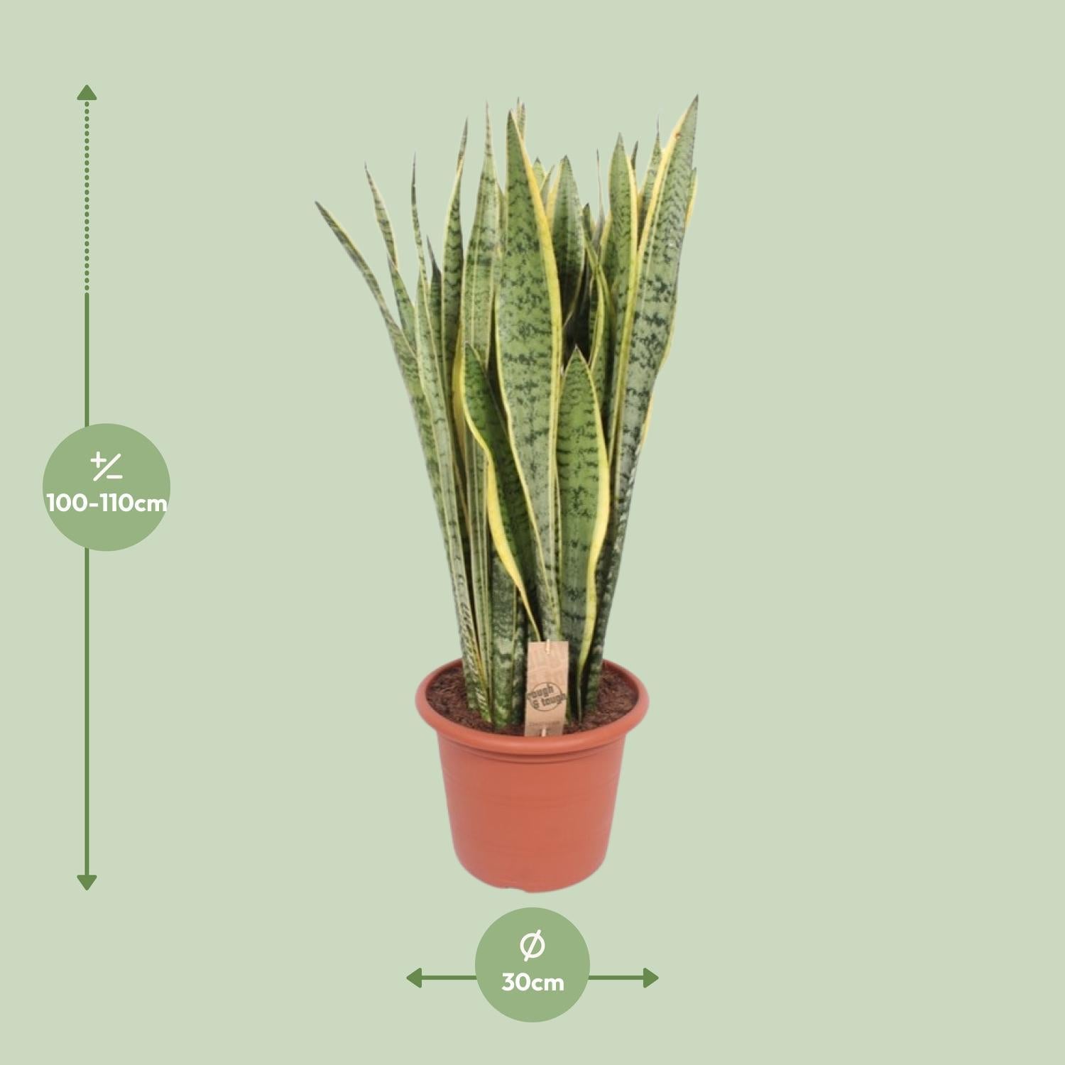 Sansevieria Trifasciata Laurentii - Ø30cm - ↕95cm