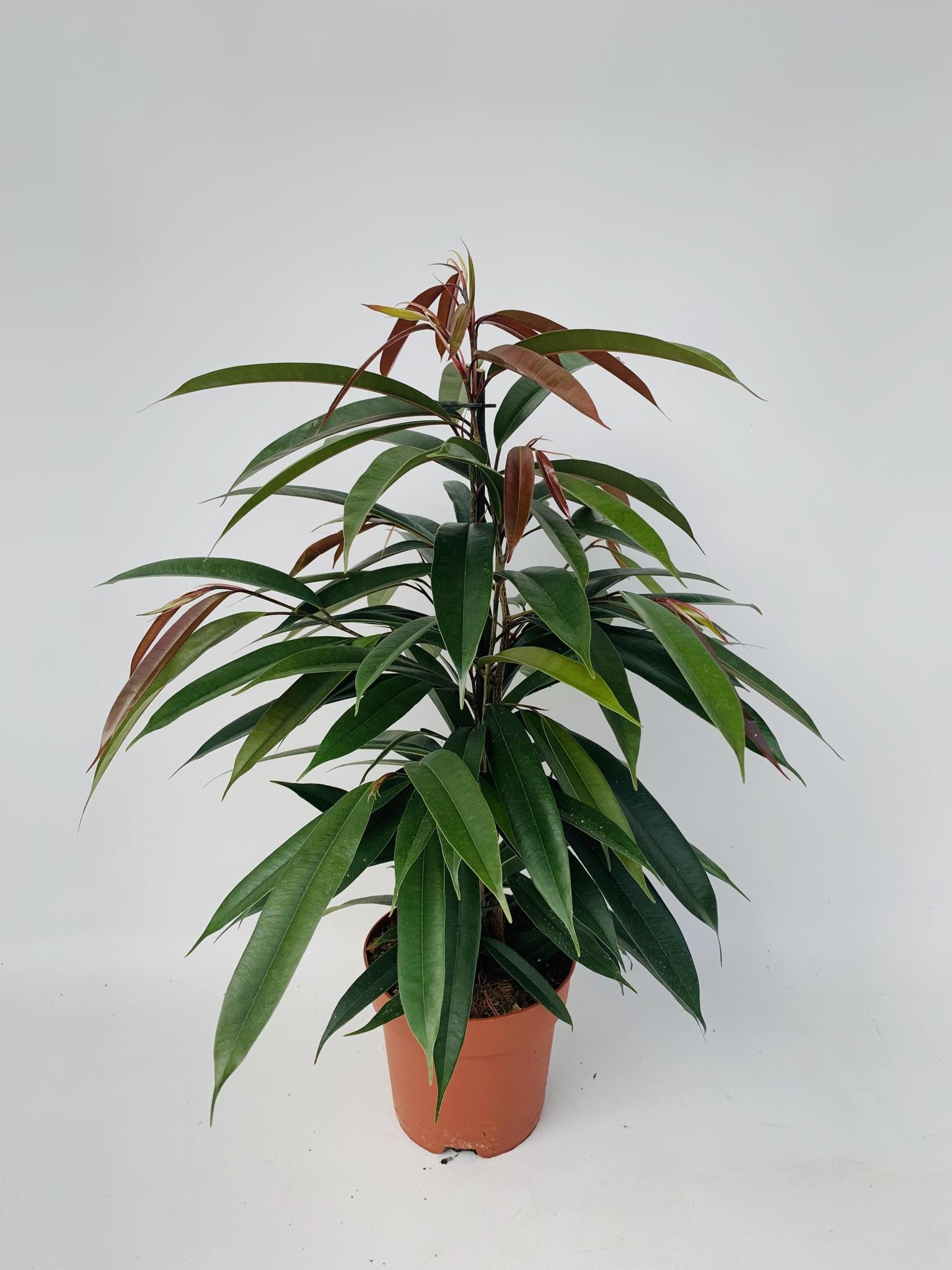 Gummibaum Ficus Binnendijkii 'Amstel King' P17 - Ø17cm - ↕75cm