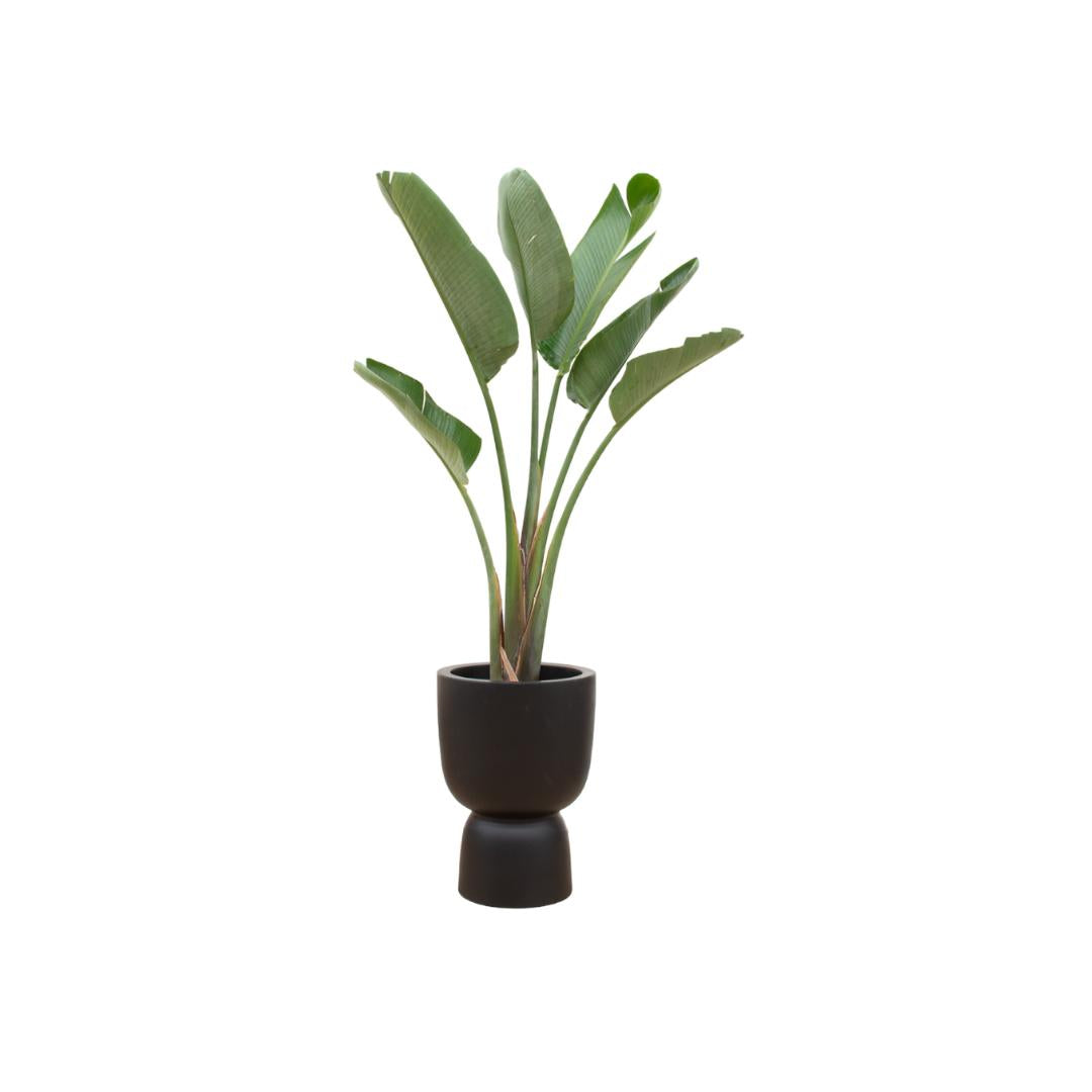 Strelitzia Augusta inclusief elho Pure Coupe Topf schwarz Ø41 - 210 cm