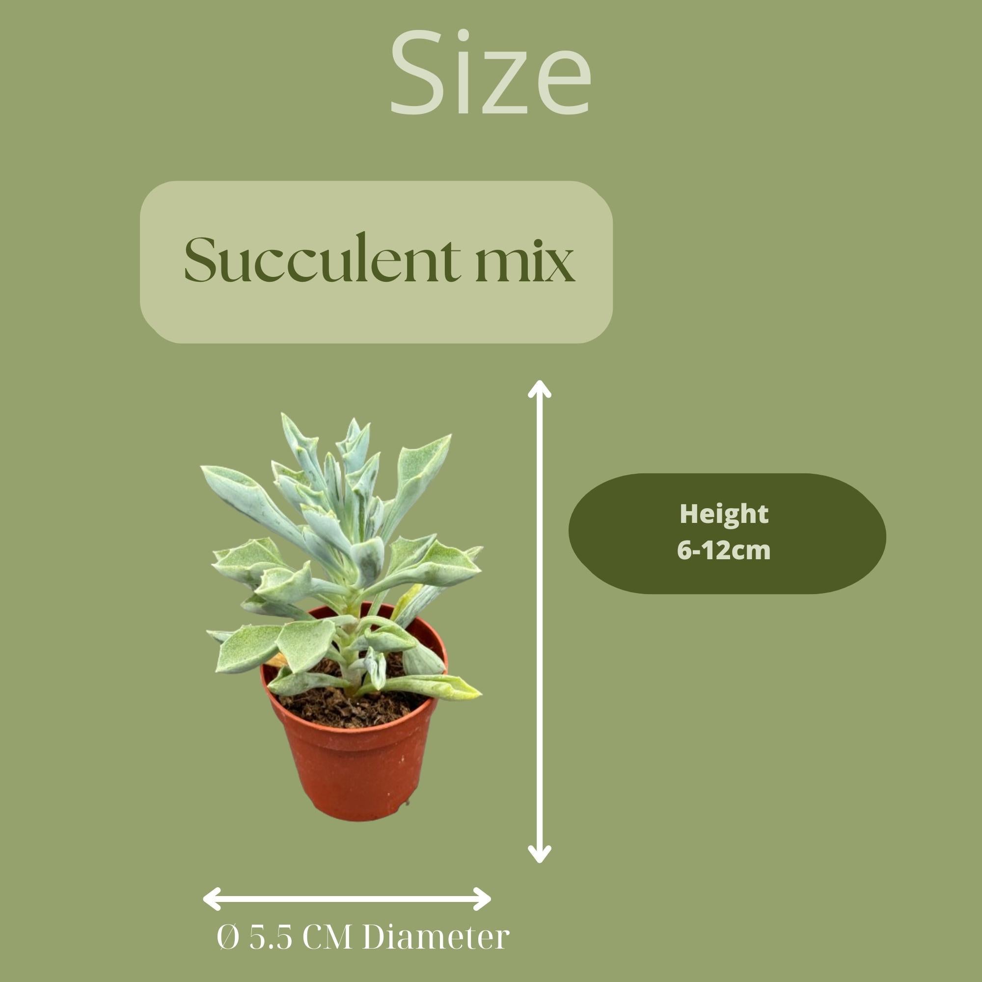 Succulentenmix - 5,5cm potten - ↕6-12cm (20 stuks)