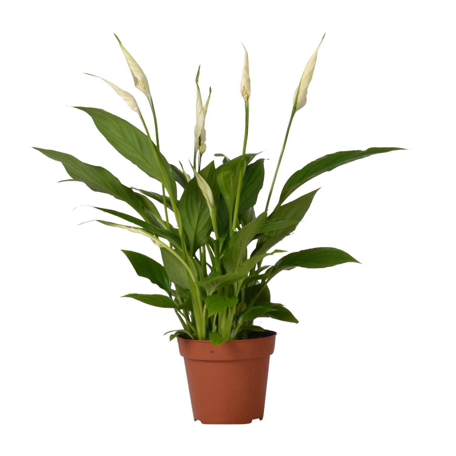 Friedenslilie - Spathiphyllum Bingo Cupido - Ø12cm - ↕45cm