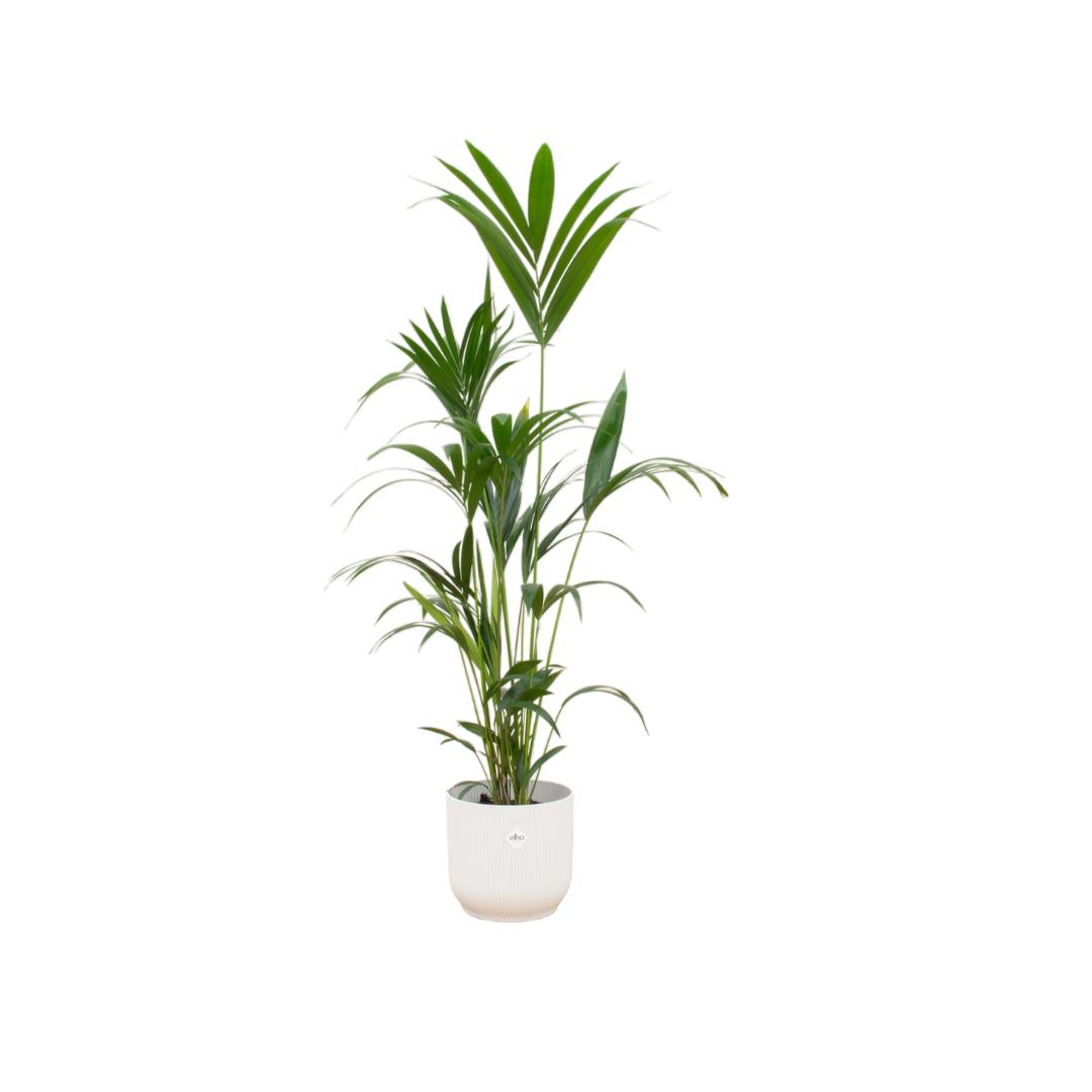 Kentia palm inclusief elho Vibes Fold Round Topf weiß - 160cm - Ø30