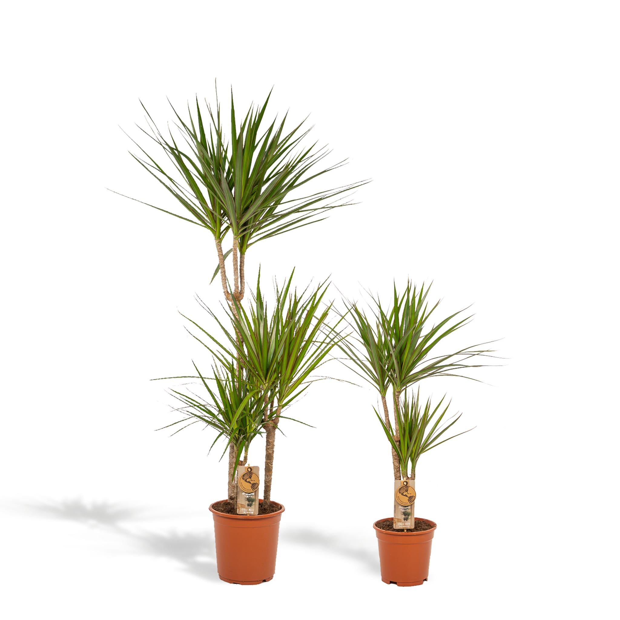 Drachenbaum Bicolor - Dracaena   ↨120cm - Ø21cm - 70cm - Ø17cm  2 Stück