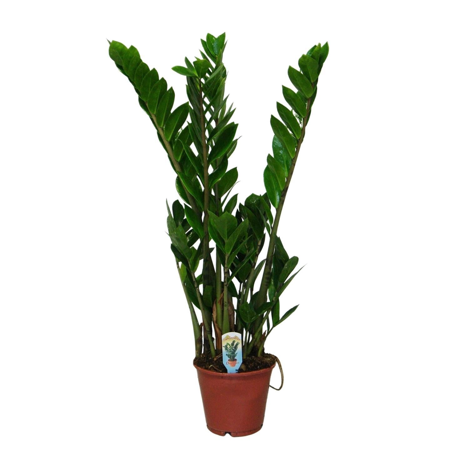 Smaragdpalme - Glücksfeder - Zamioculcas Zamiifolia - Ø14cm - ↕50cm