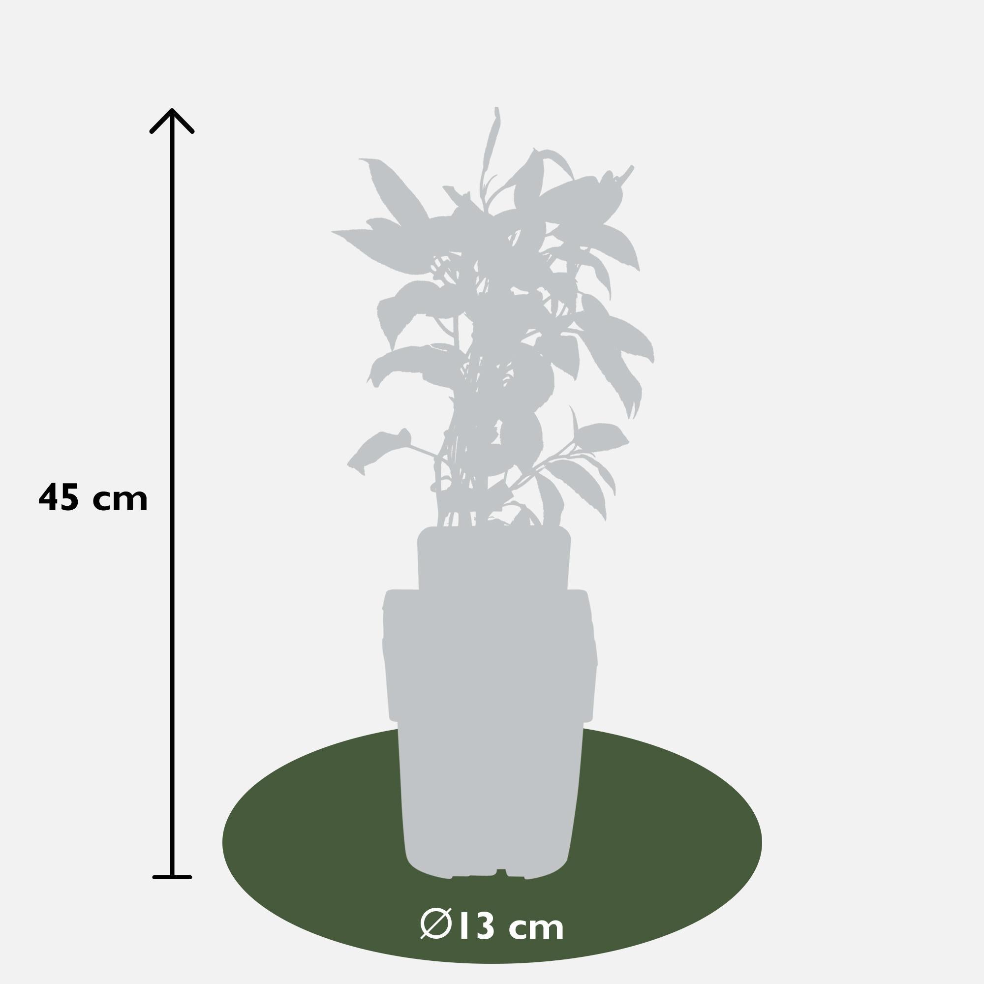 Kiwipflanze Issai - Actinidia arguta 'Issai' - Kiwibes - Ø13cm - ↕45cm