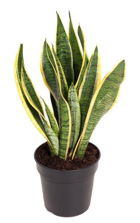 Sansevieria Laurentii - Ø17cm - ↕55cm