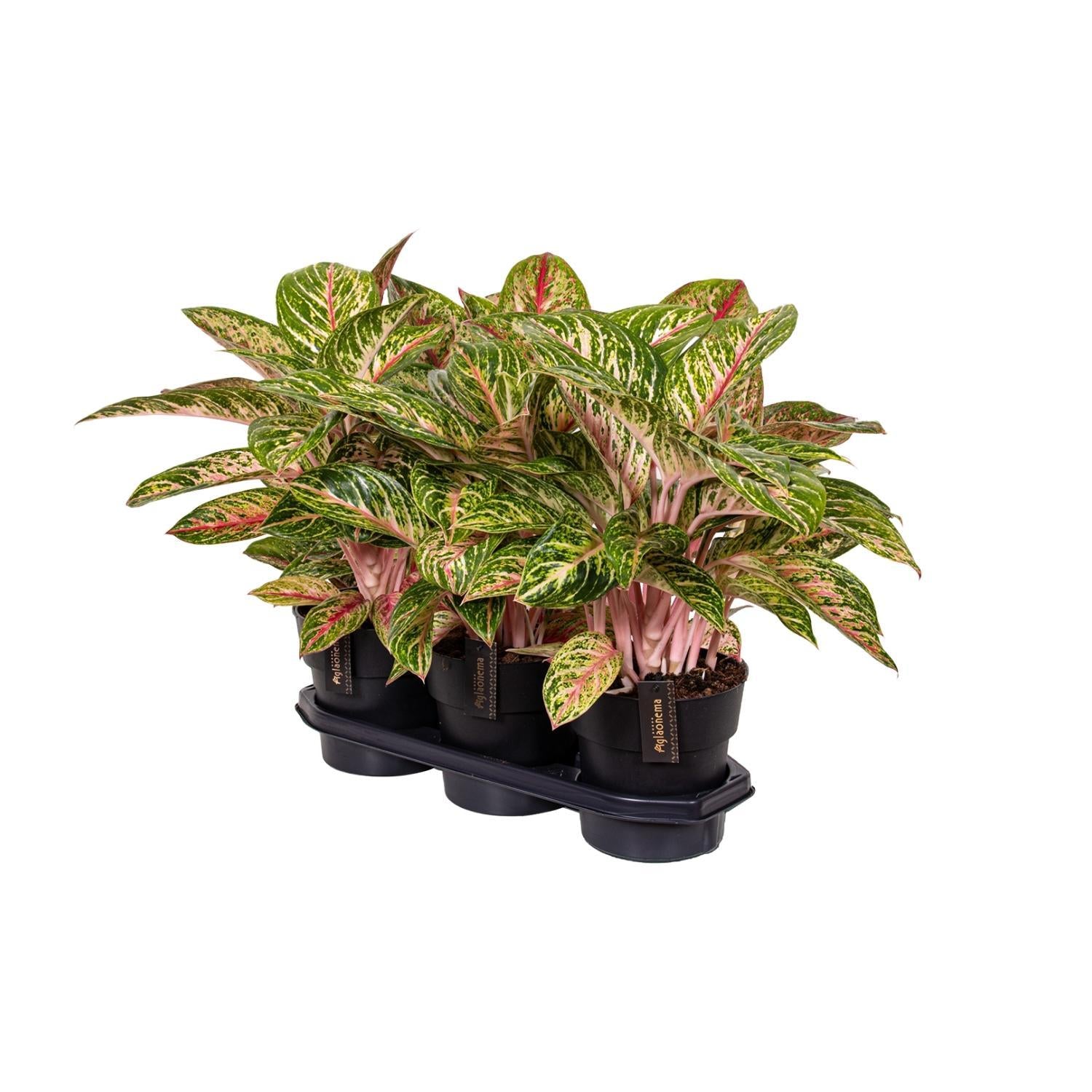 Chinesischer Immergrün Coco Melon - Aglaonema Coco Melon - Ø19cm - ↕60cm