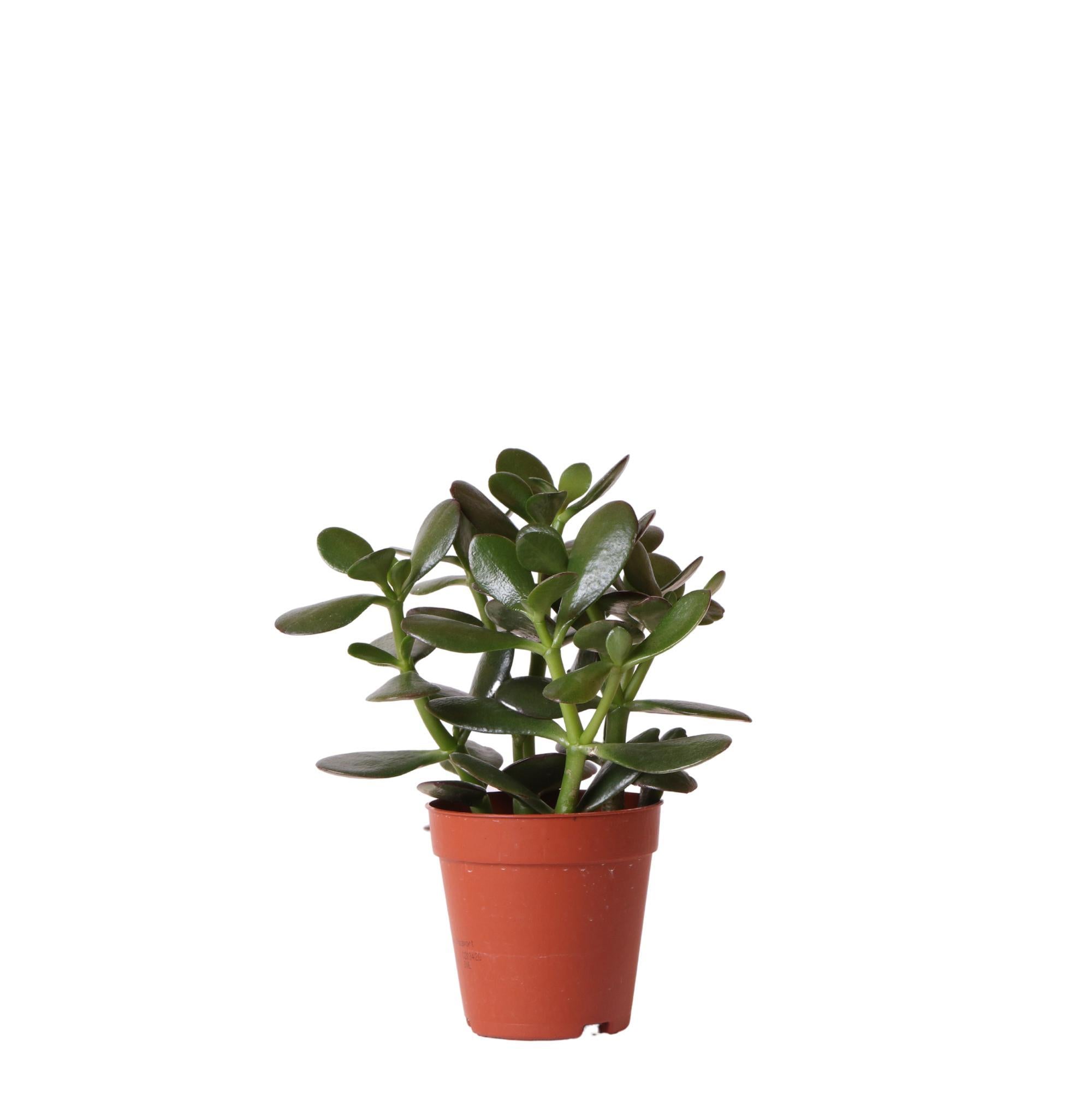 Kolibrie Groenen | Grote plant - vetplant Crassula Ovata - groene kamerplant - vers uit de kwekerij - Ø9cm