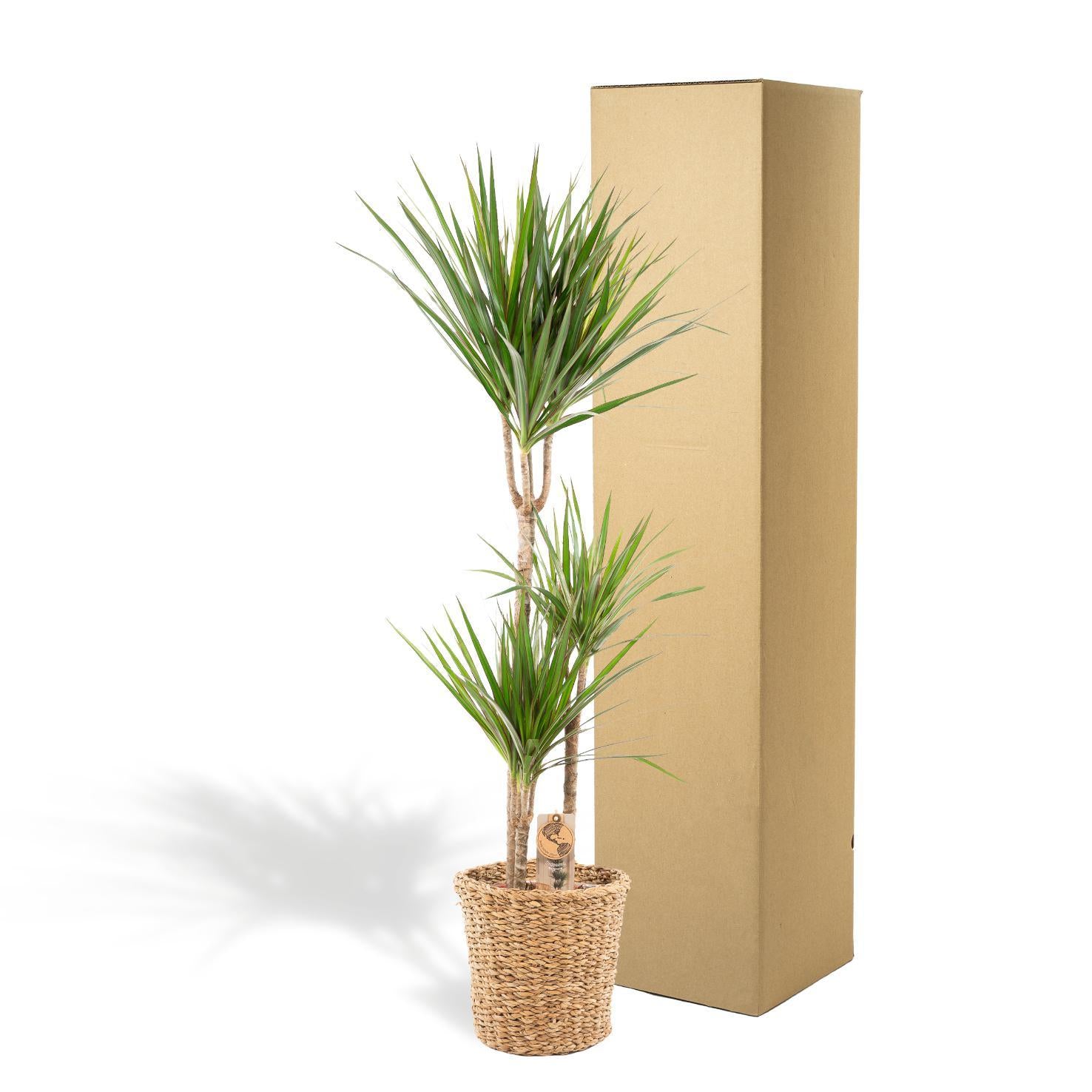 Drachenbaum - Dracaena mit Korb - ↨120cm - Ø21cm