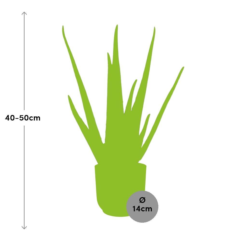 Aloe Vera 12cm in ELHO Vibes Fold 14cm Topf gelb